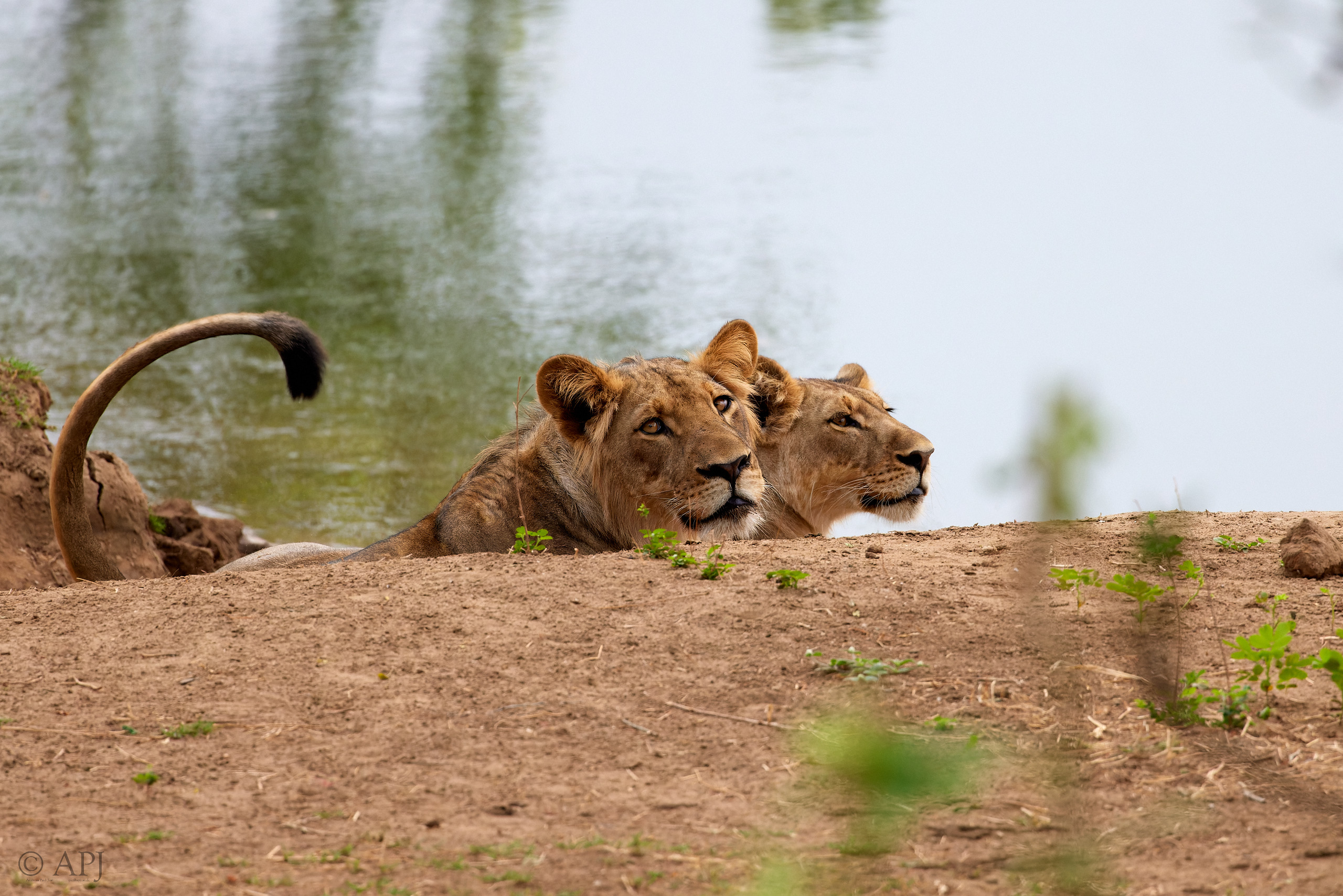 00620 APJ  A7A2919 CR3D