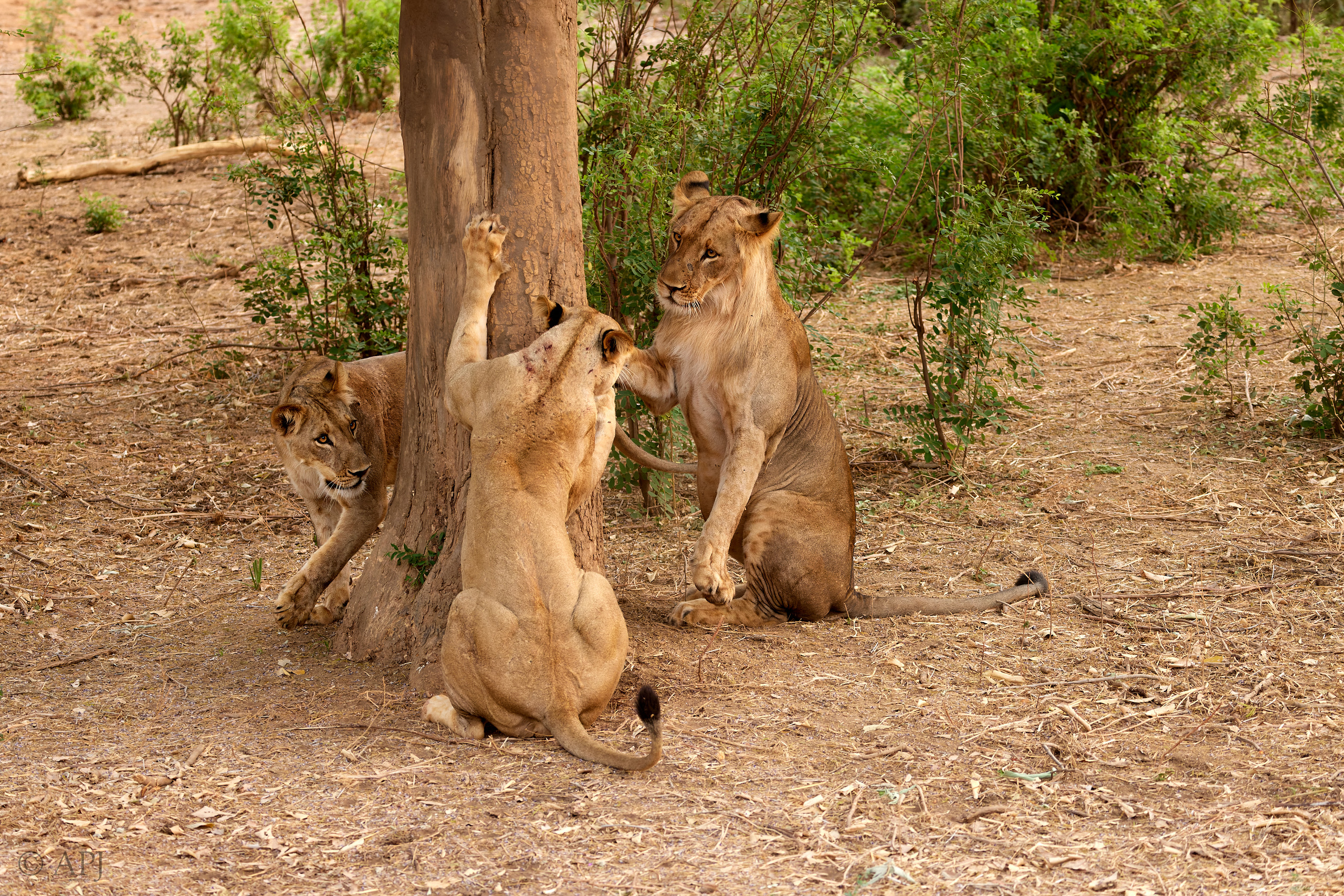 00631 APJ  A7A3169 CR3D