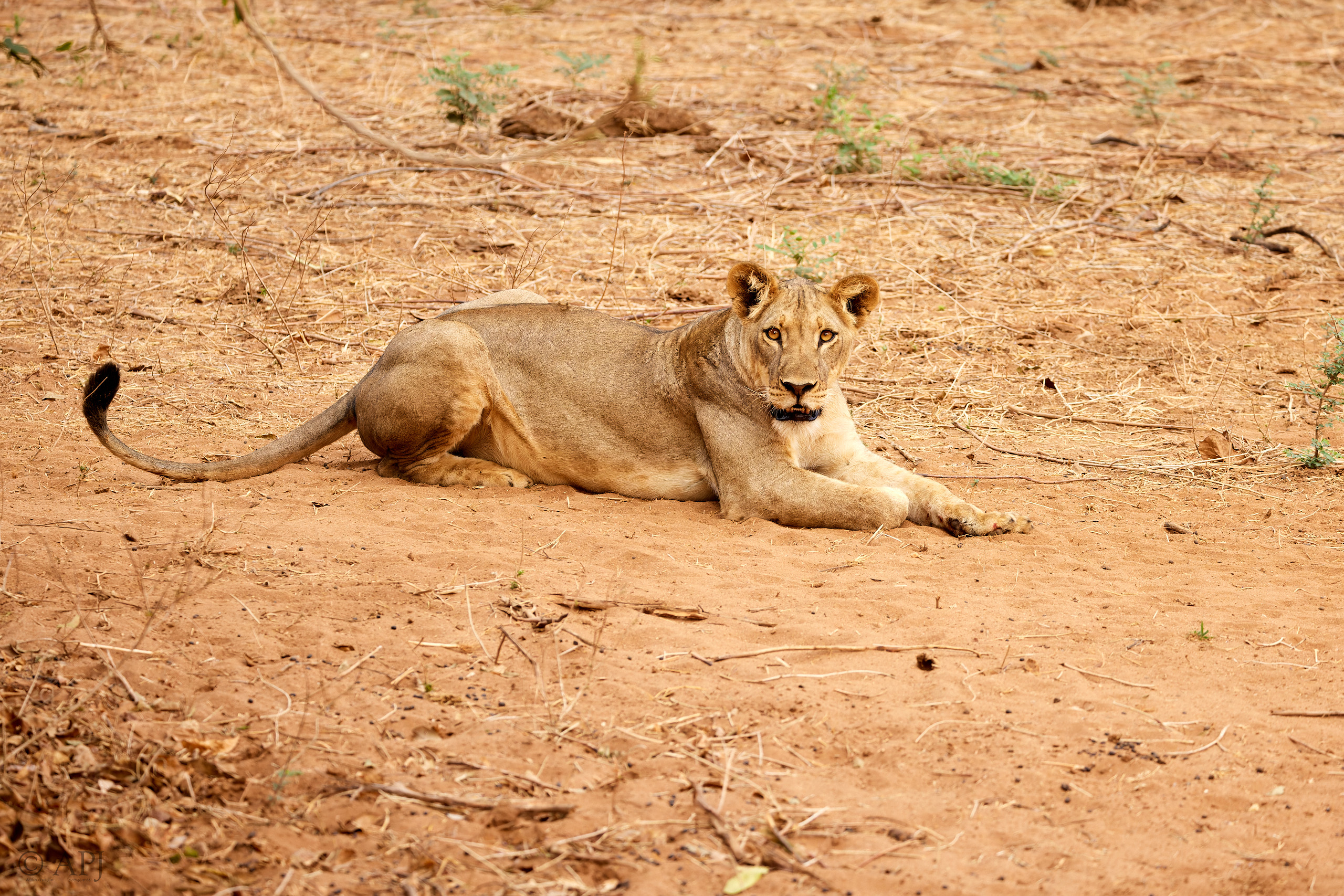 00635 APJ  A7A3204 CR3D