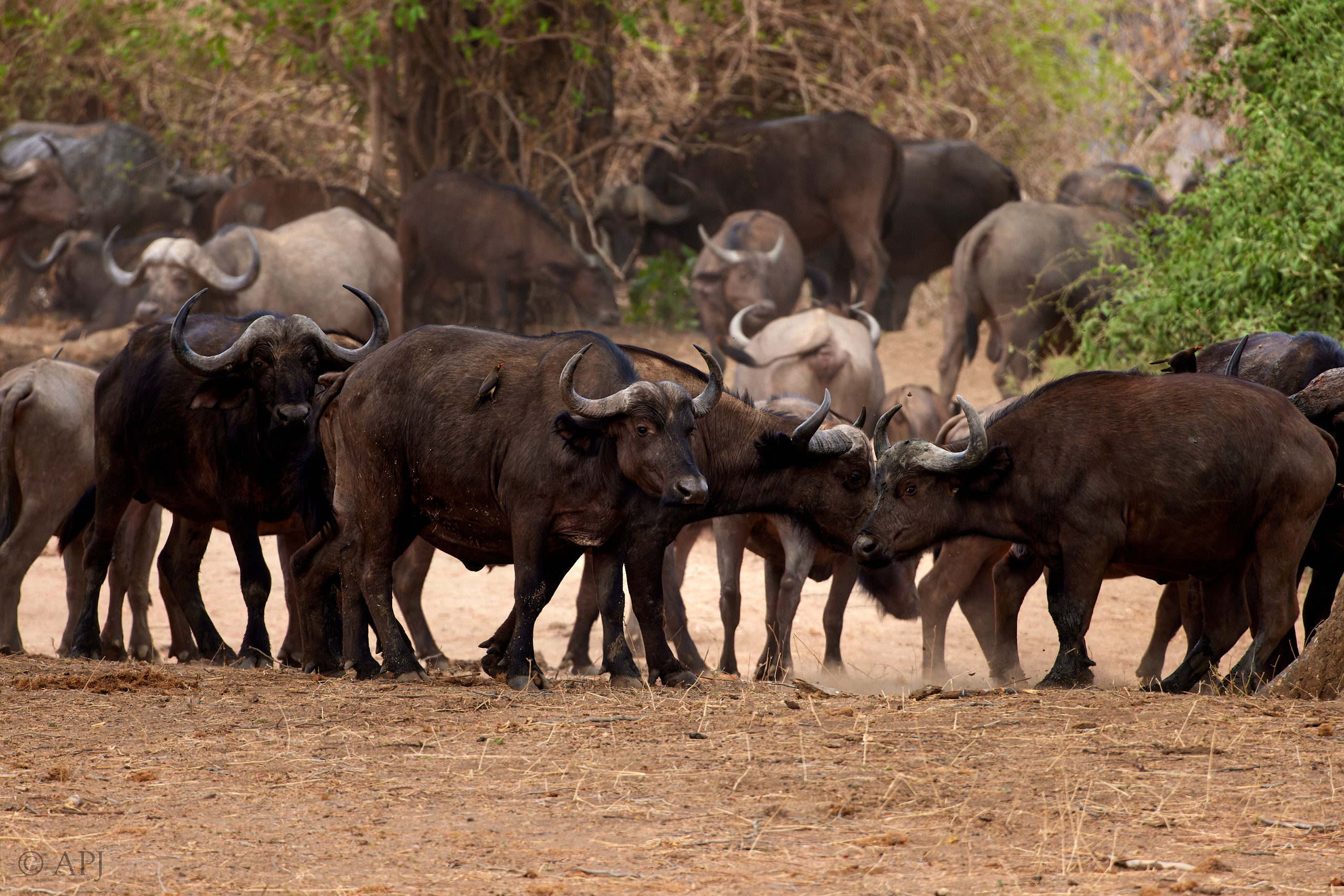 00670 APJ  A7A3593 CR3D