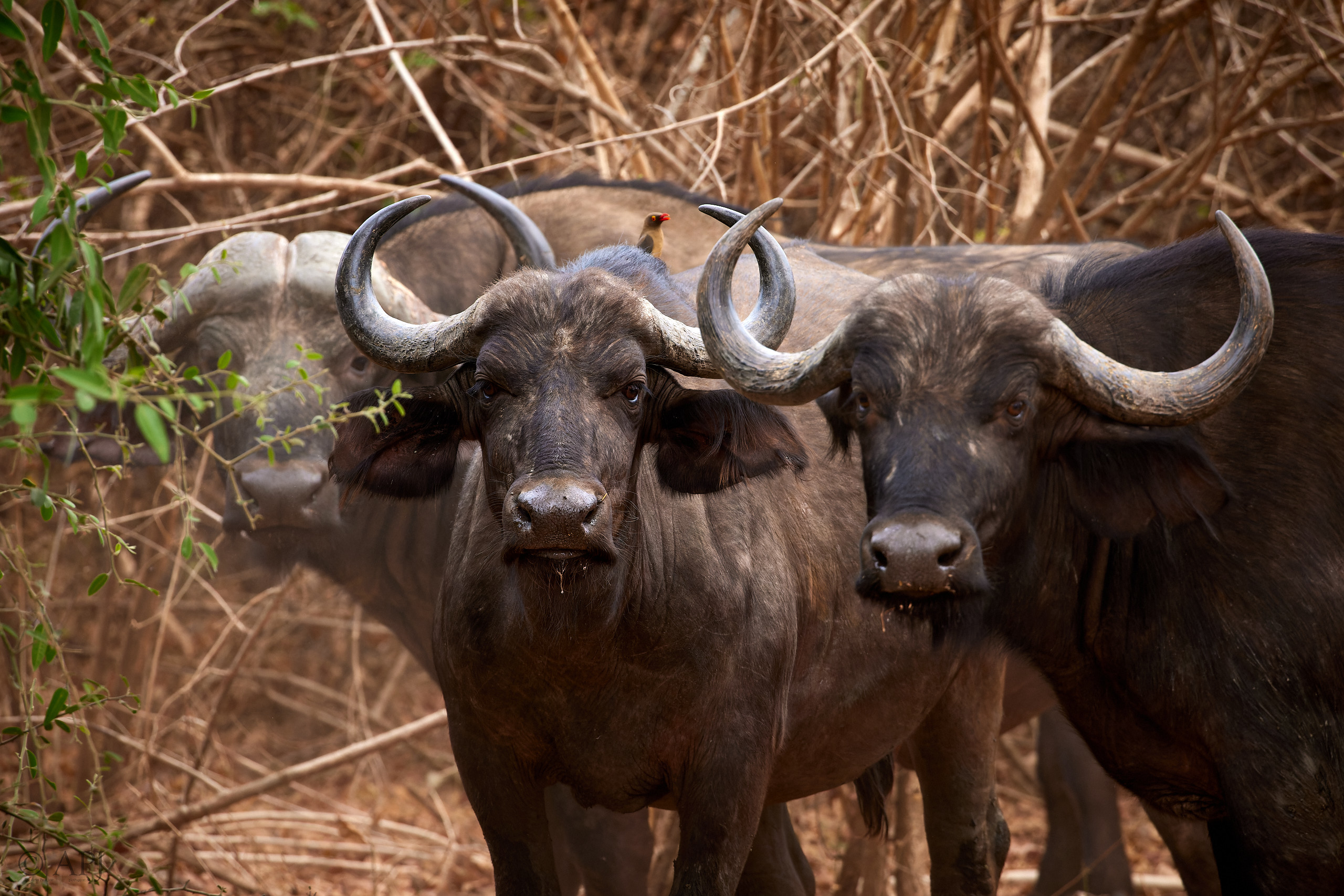 00671 APJ  A7A3653 CR3D