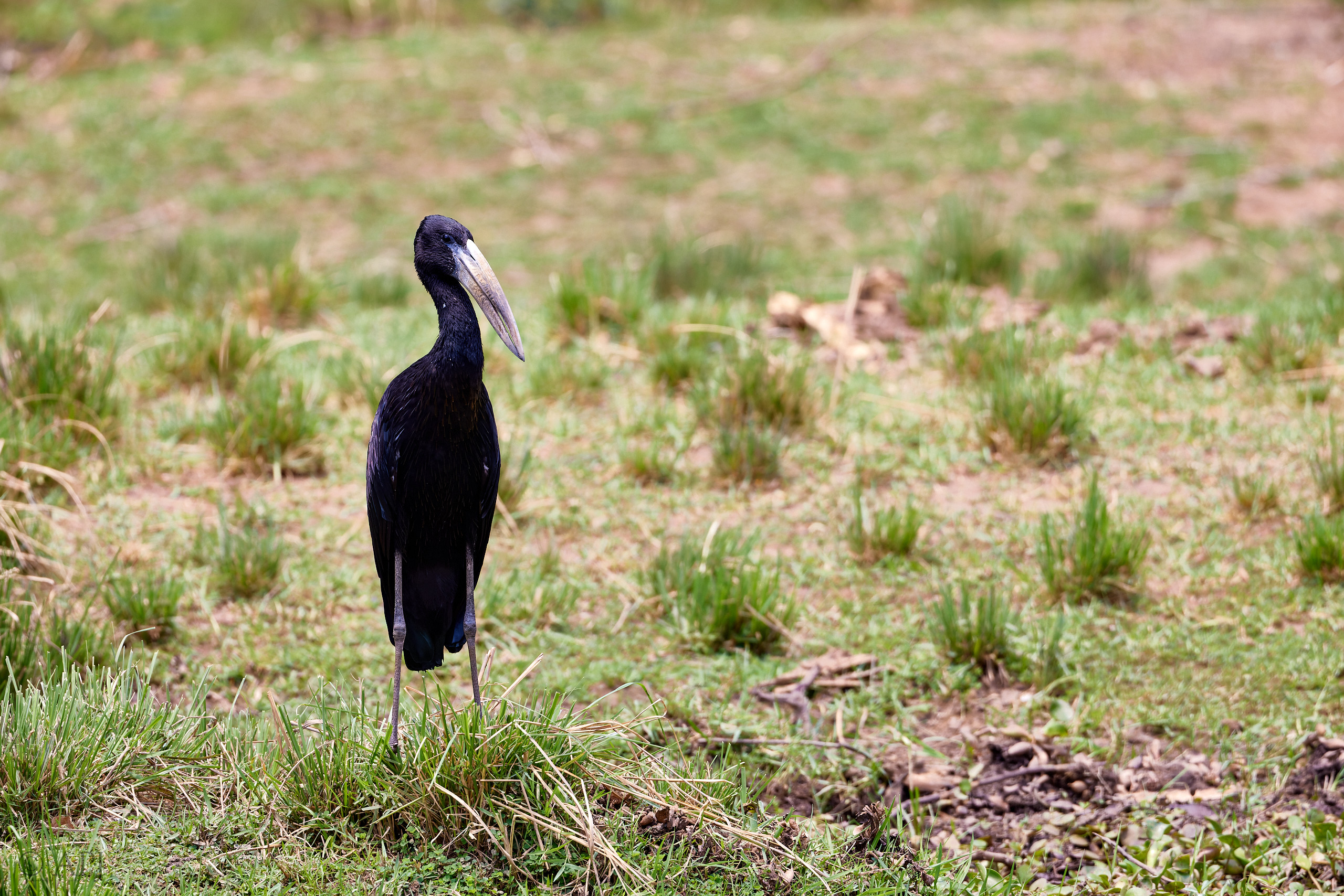 00677 APJ  A7A3768 CR3D