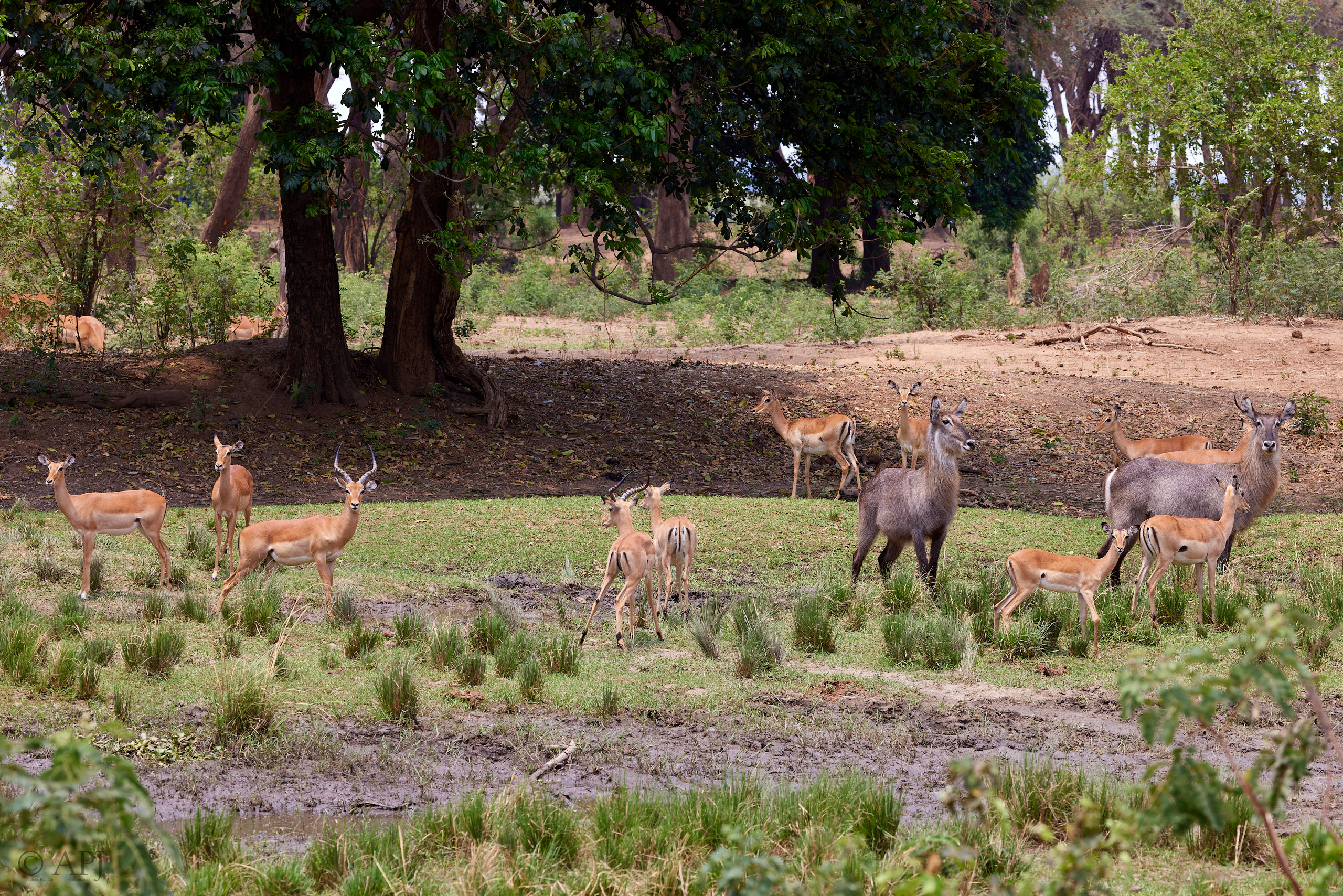 00678 APJ  A7A3774 CR3D