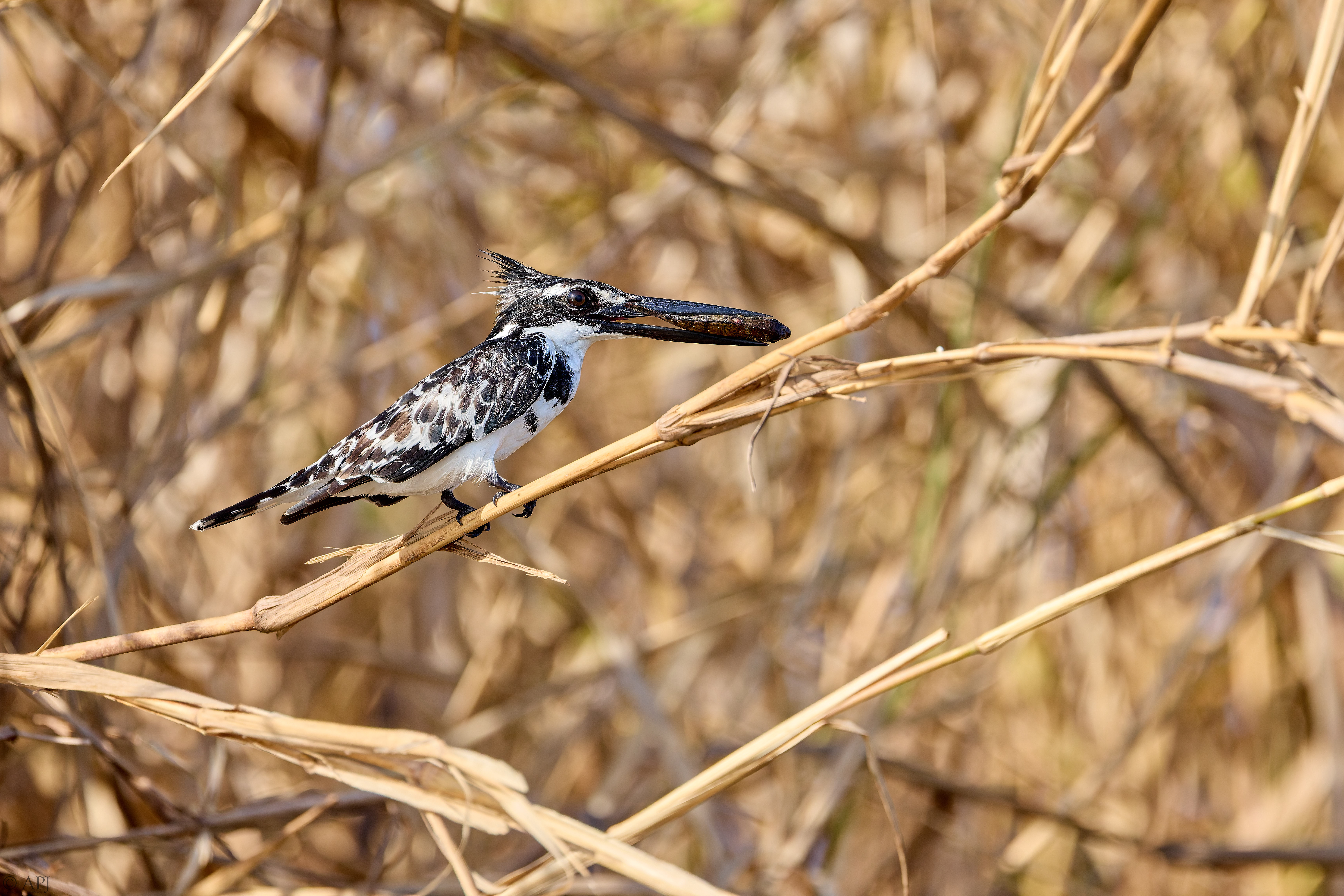 0055 APJ A7A1139 DXO