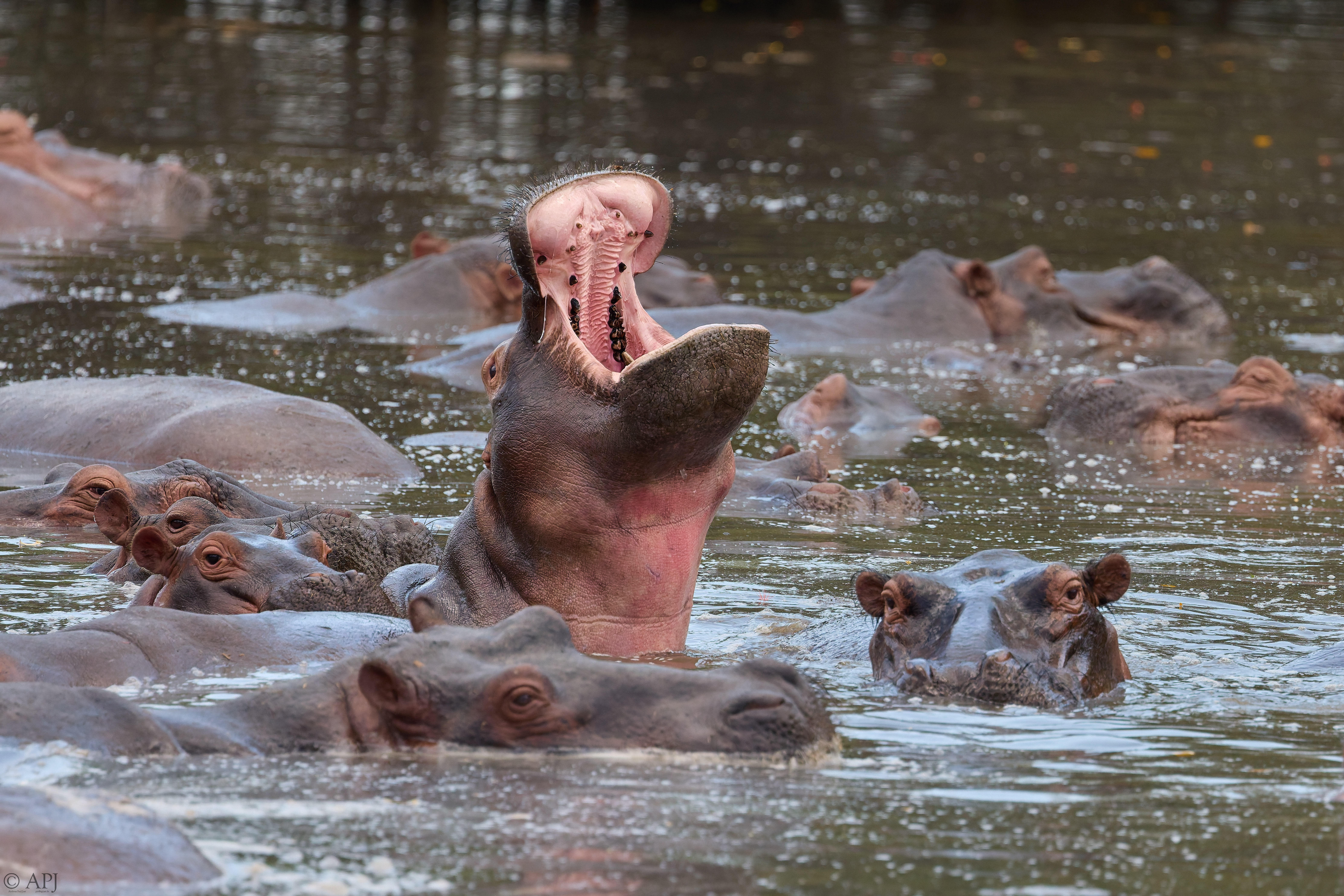 0064 APJ A7A1430 DXO