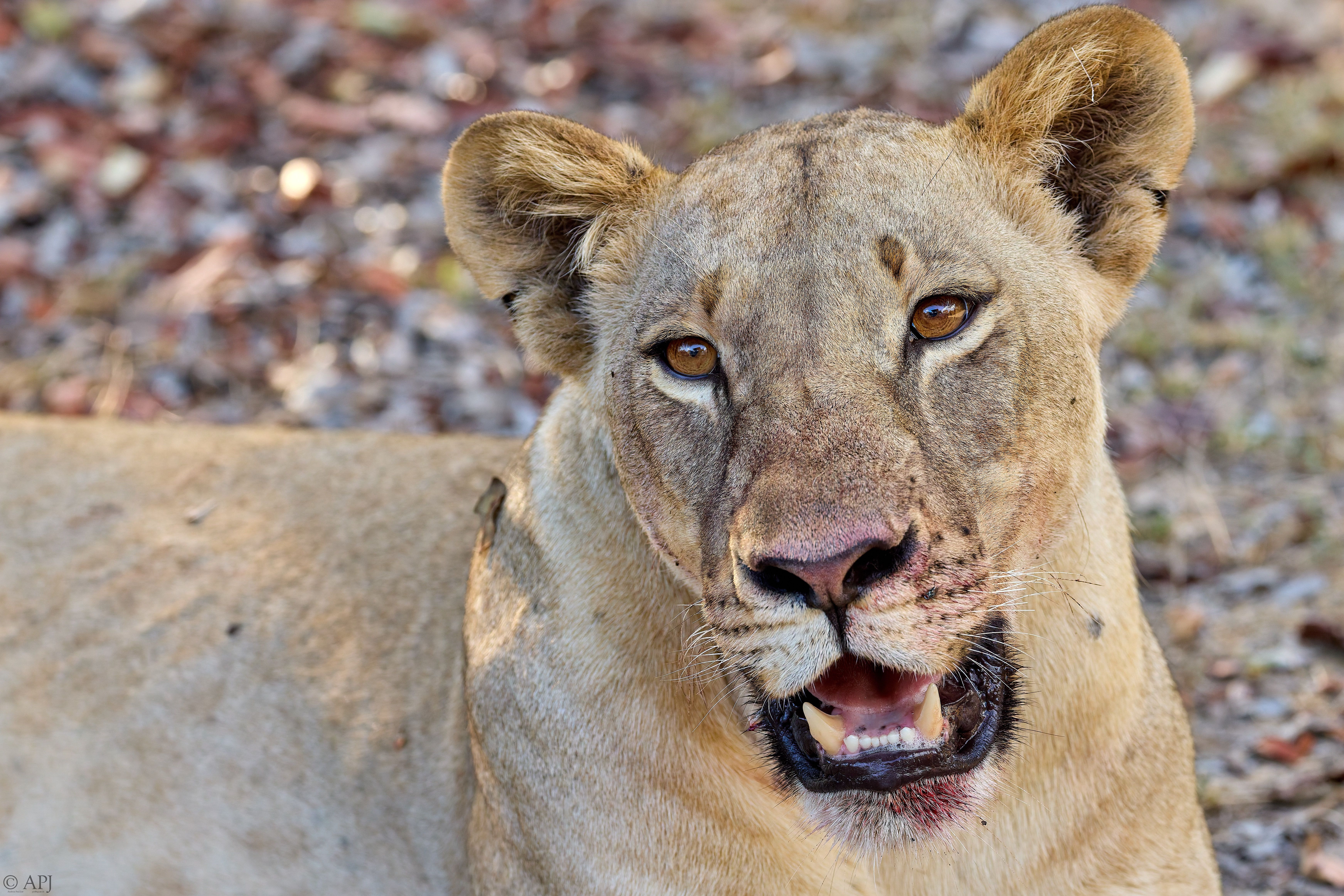 0078 APJ A7A1989 DXO