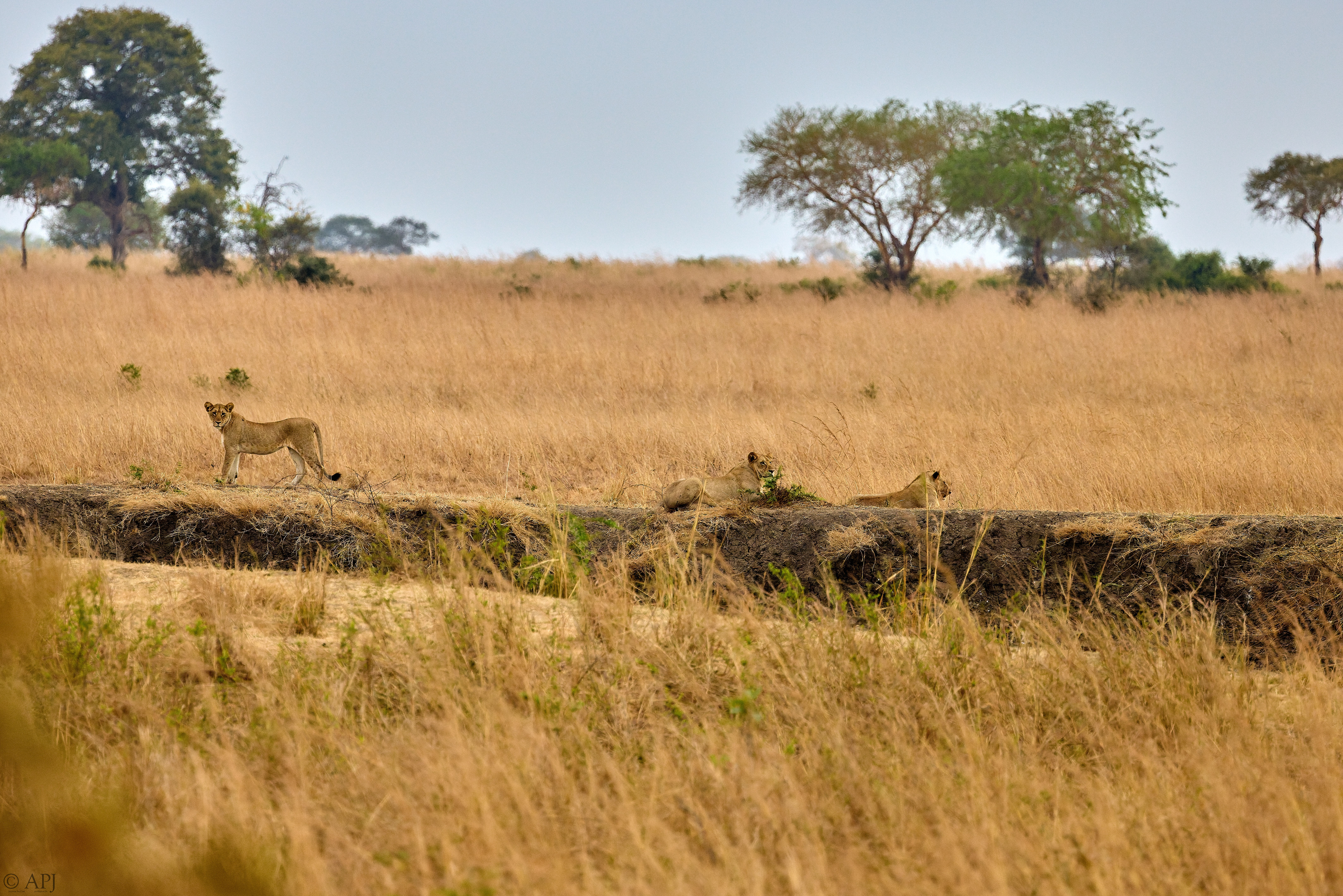 0140 APJ A7A2840 DXO