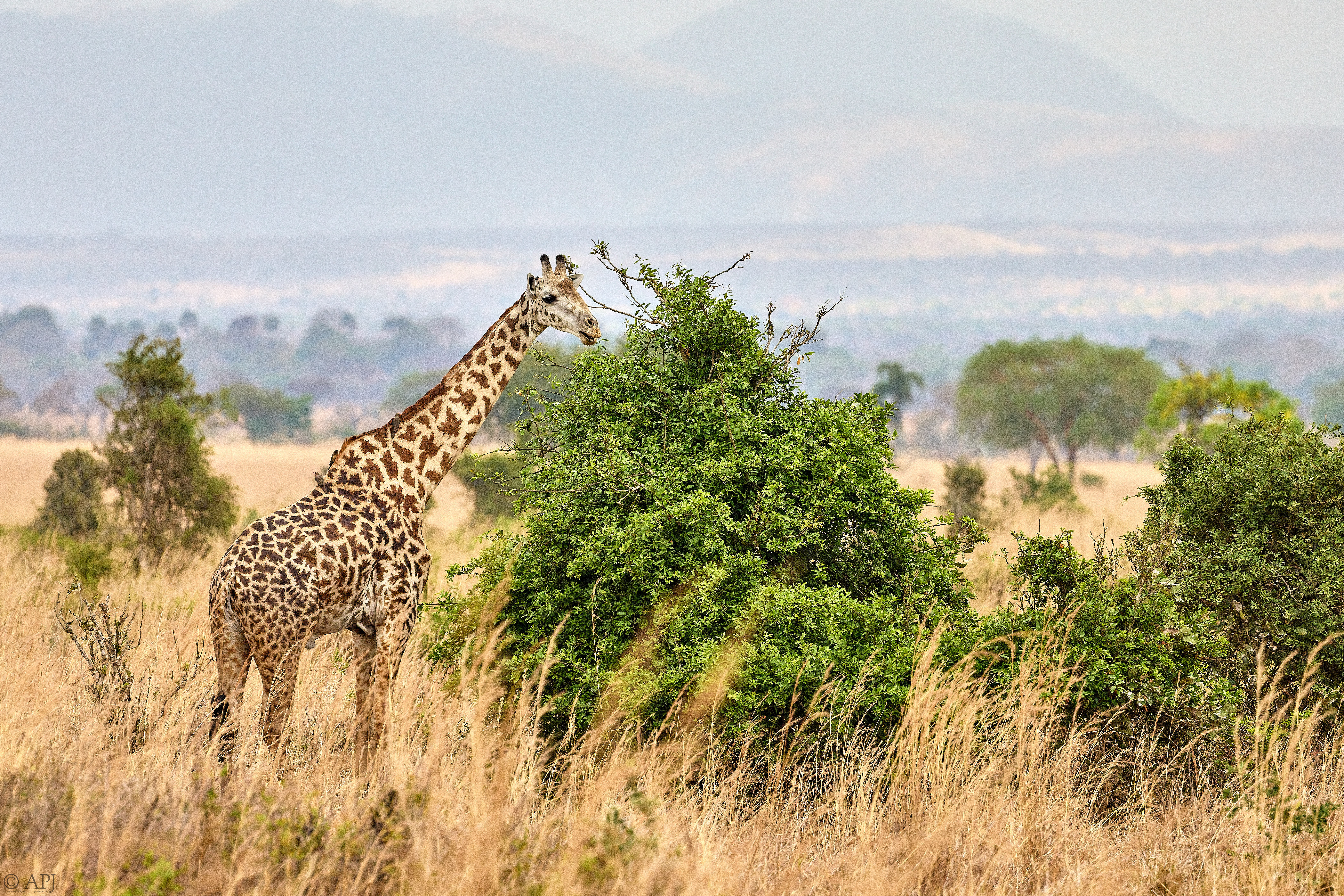 0141 APJ A7A2942 DXO