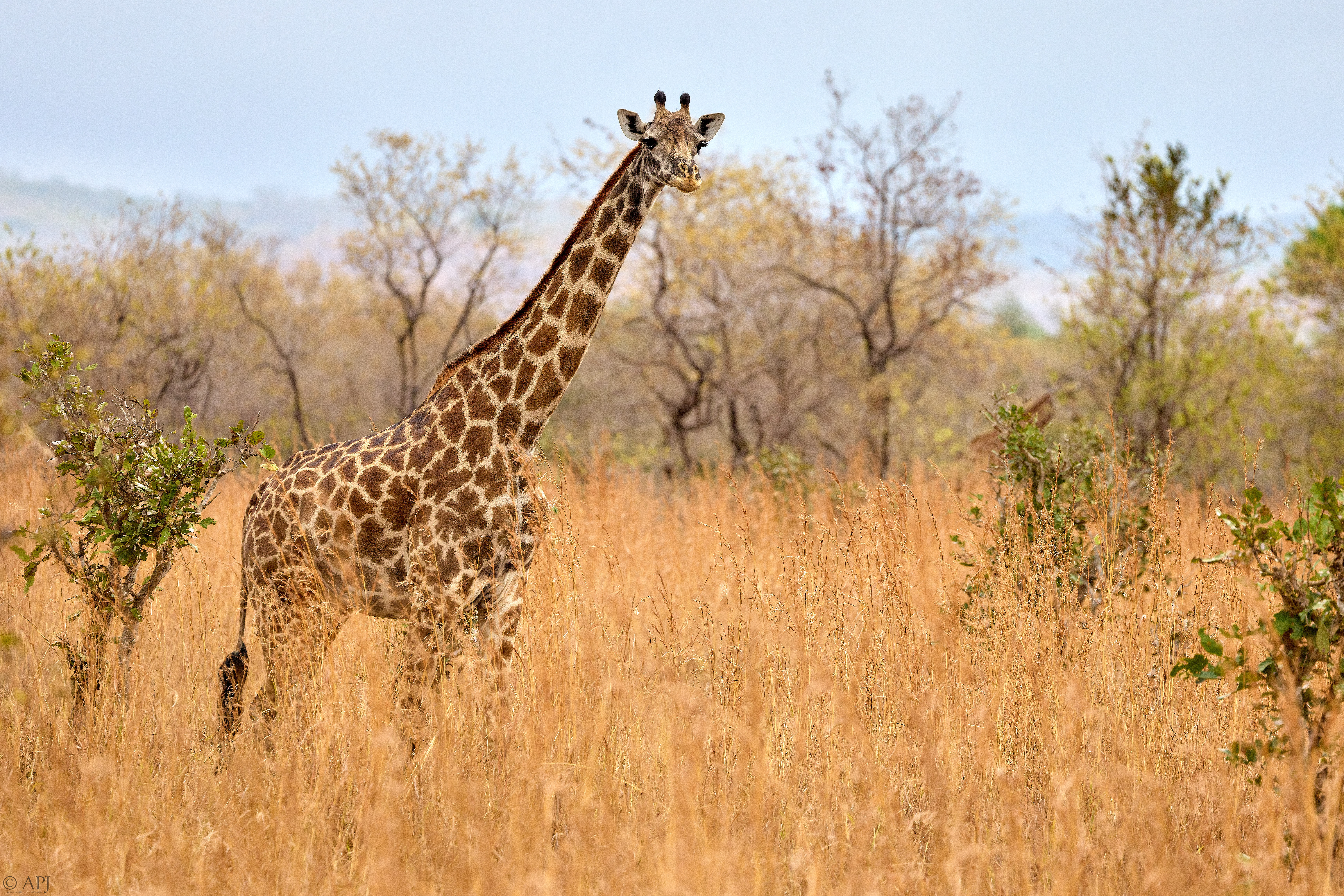 0143 APJ A7A3012 DXO