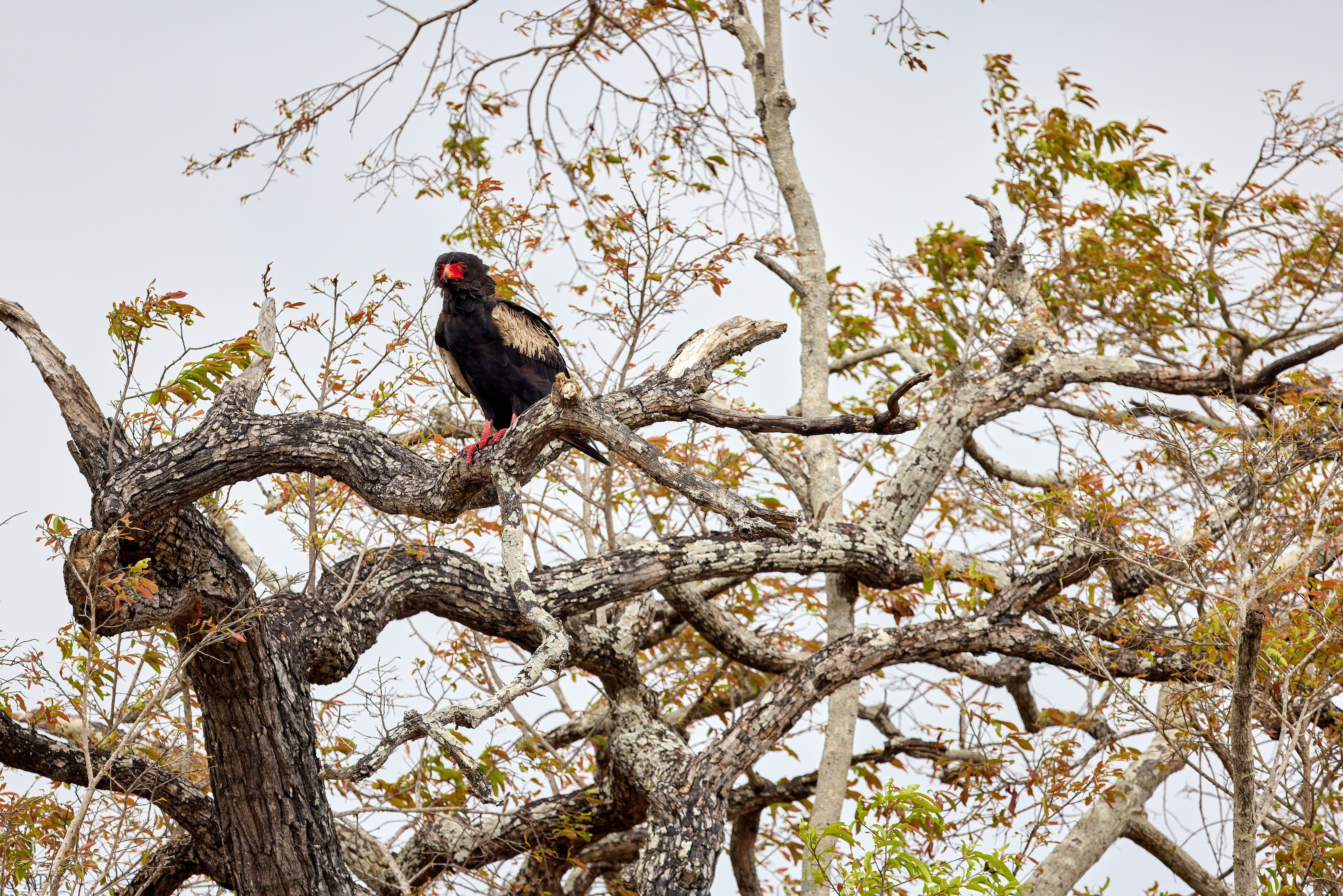 0148 APJ A7A3179 DXO