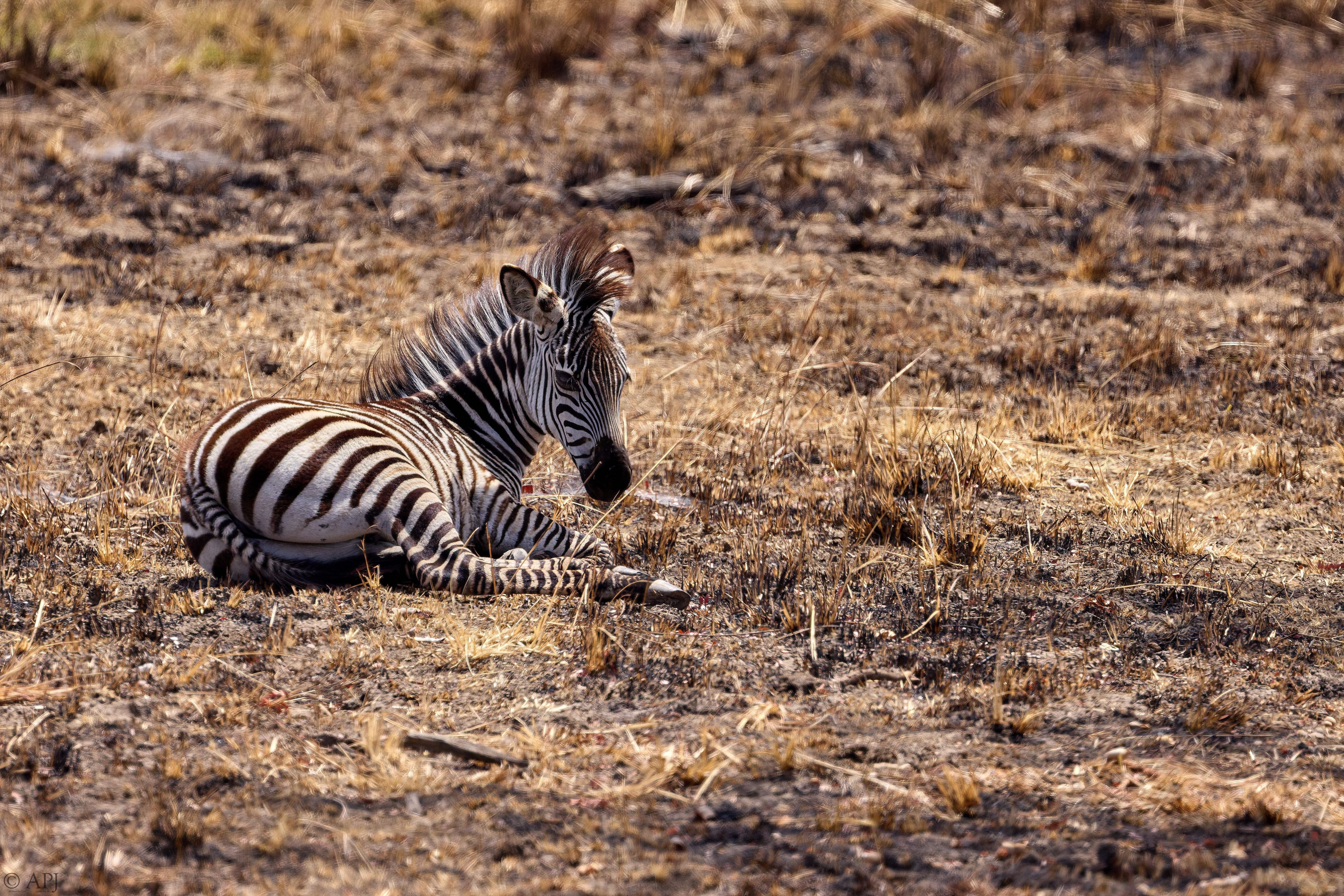 0159 APJ A7A4198 DXO