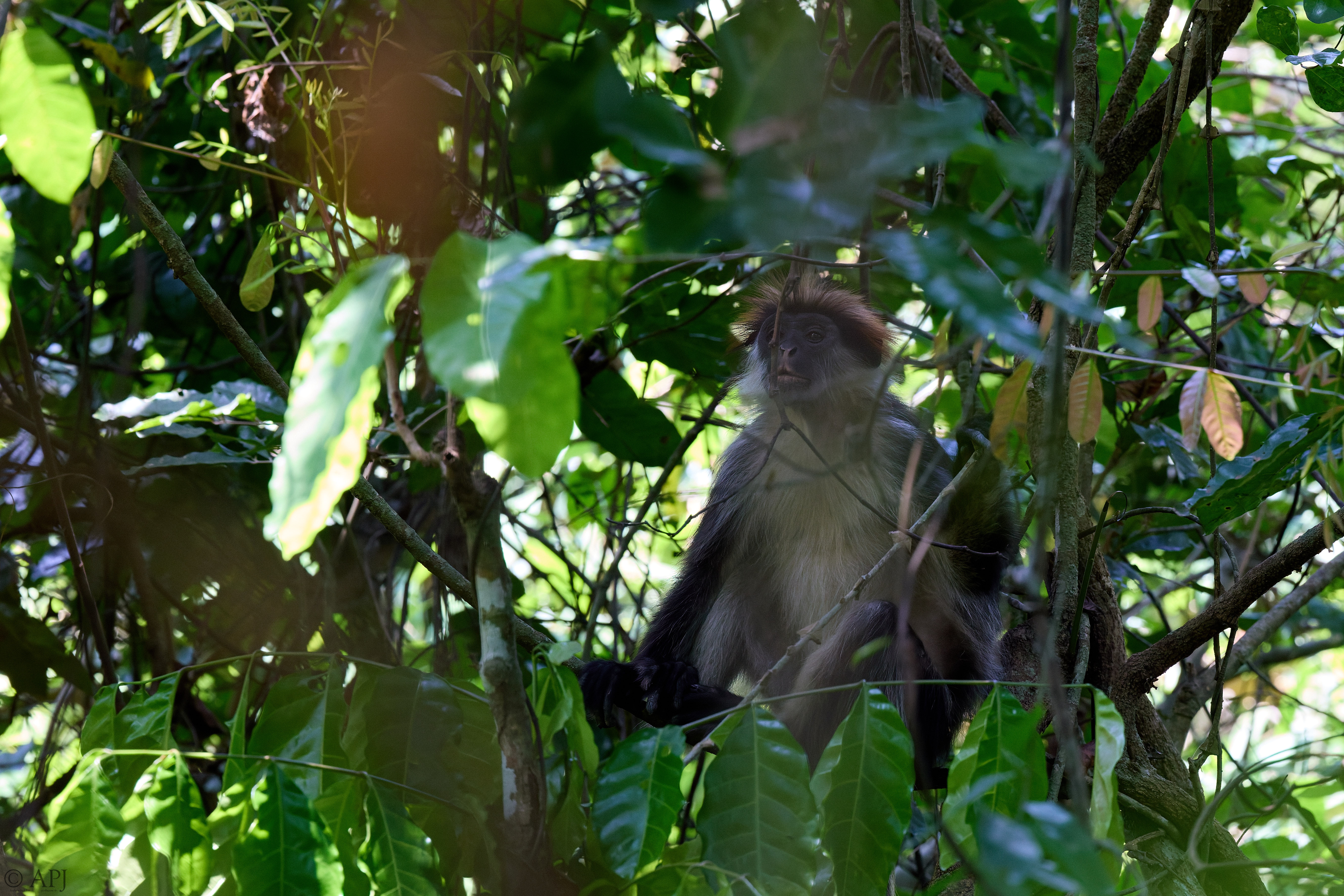 0174 APJ A7A5117 DXO