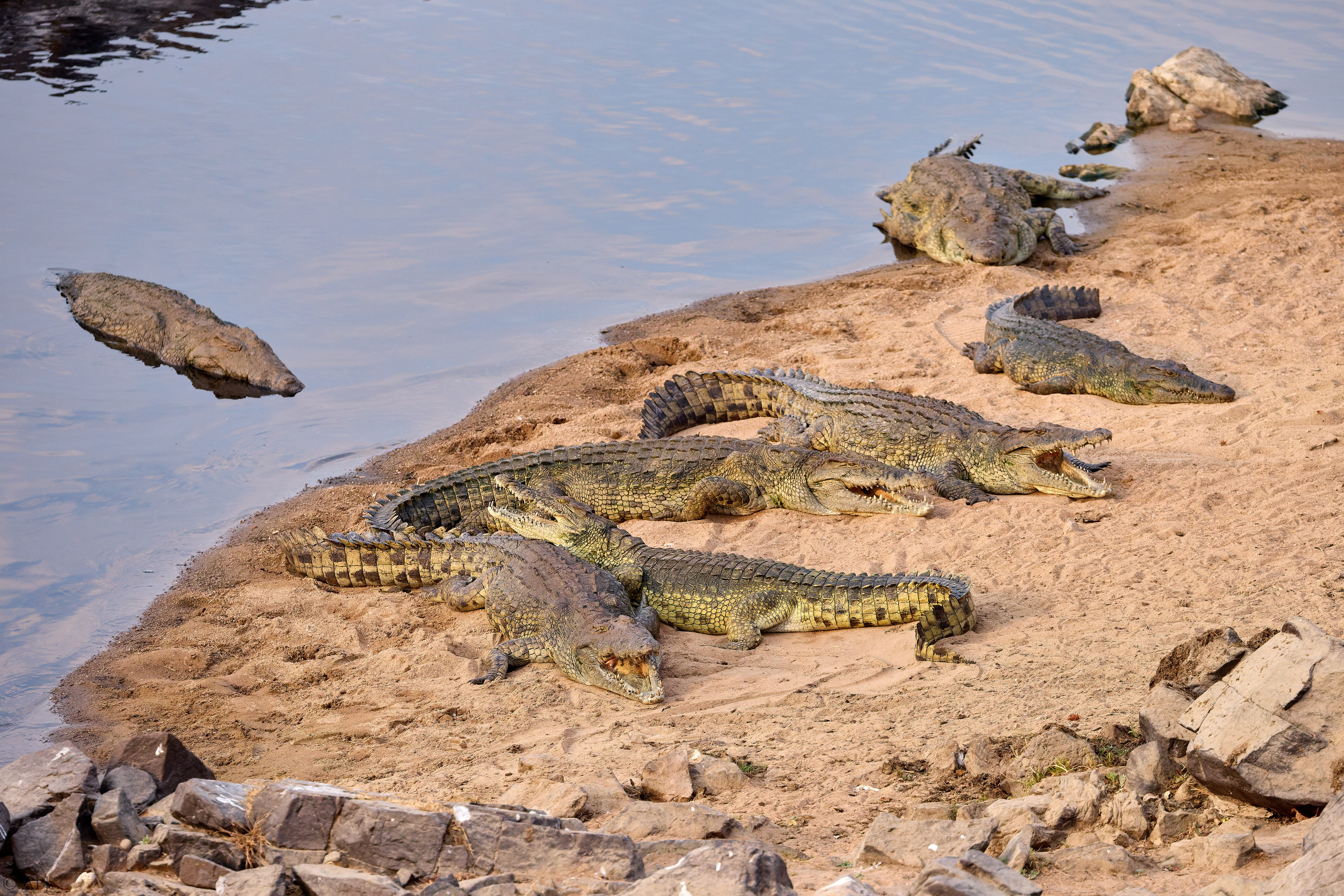 0230 APJ A7A5913 DXO