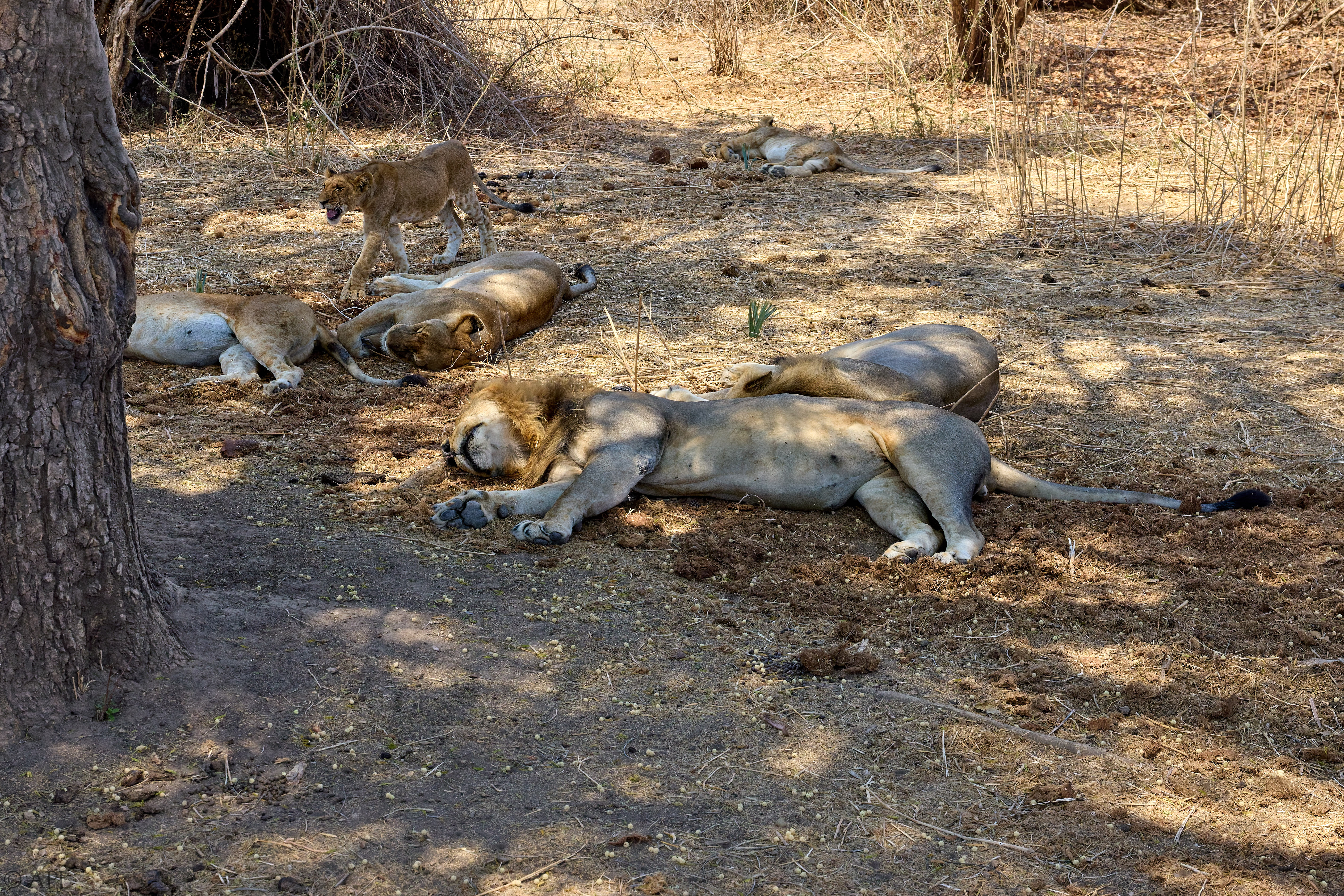 0272 APJ 0738 251008 DXO