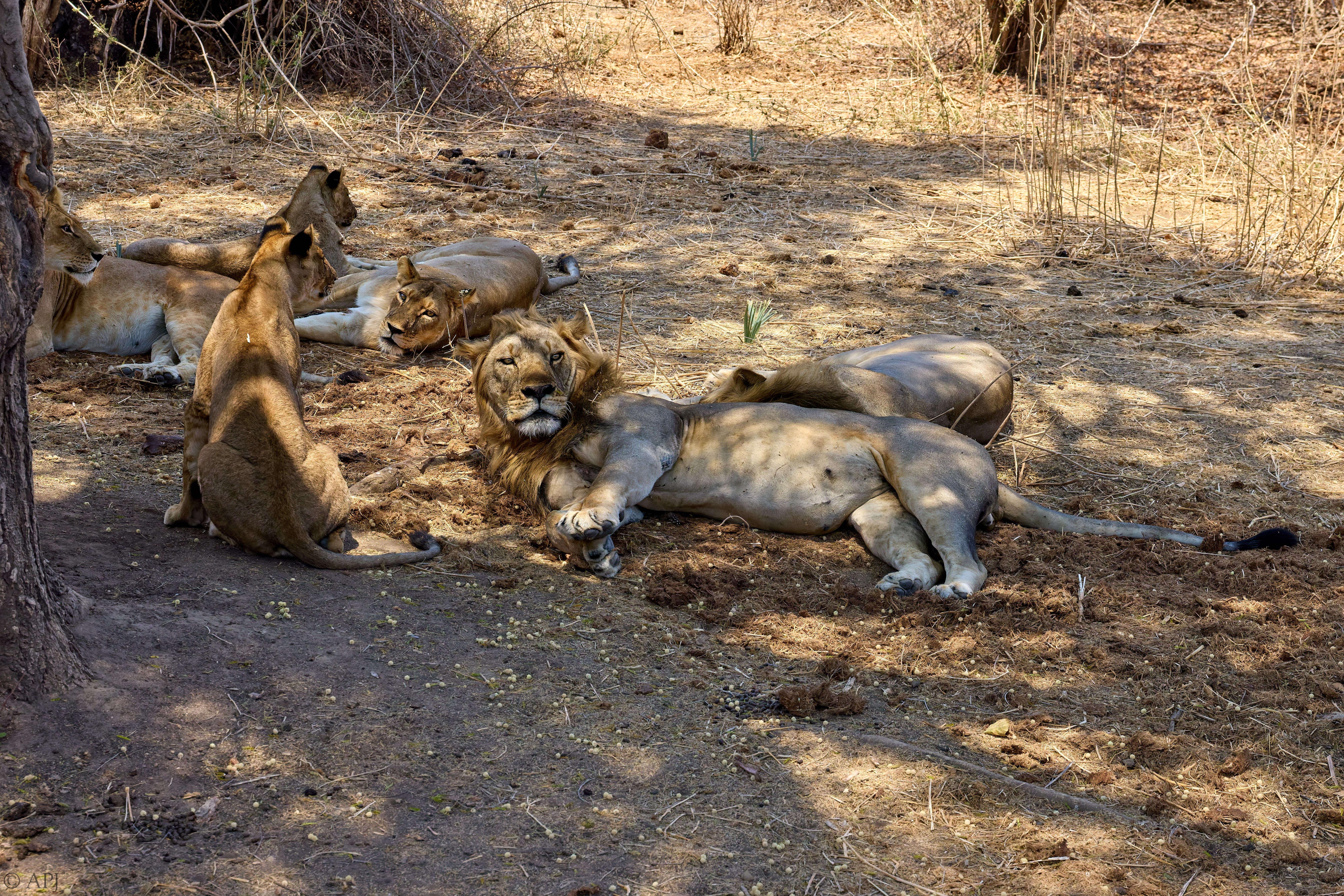 0273 APJ 0832 251008 DXO