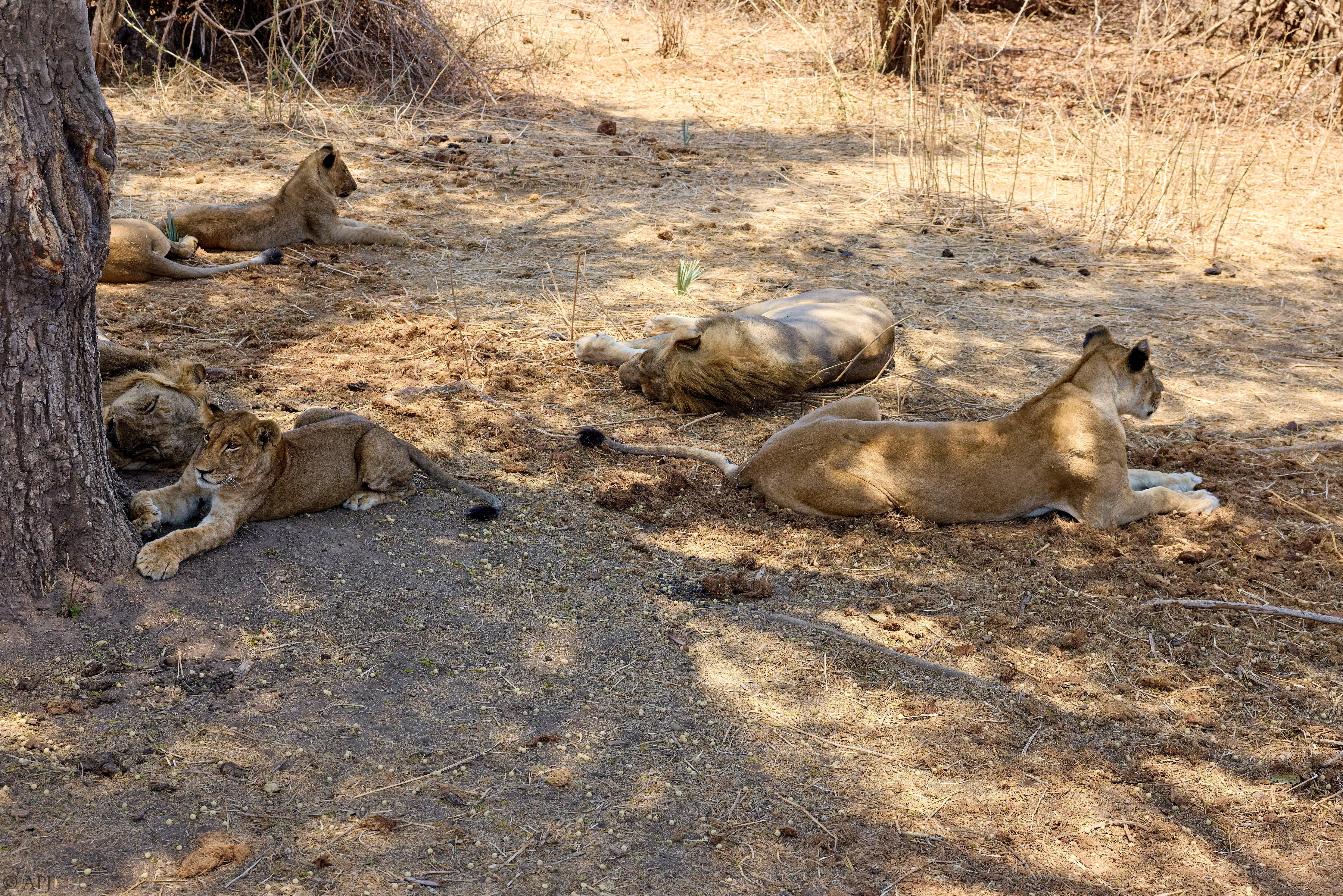 0274 APJ 0912 251008 DXO