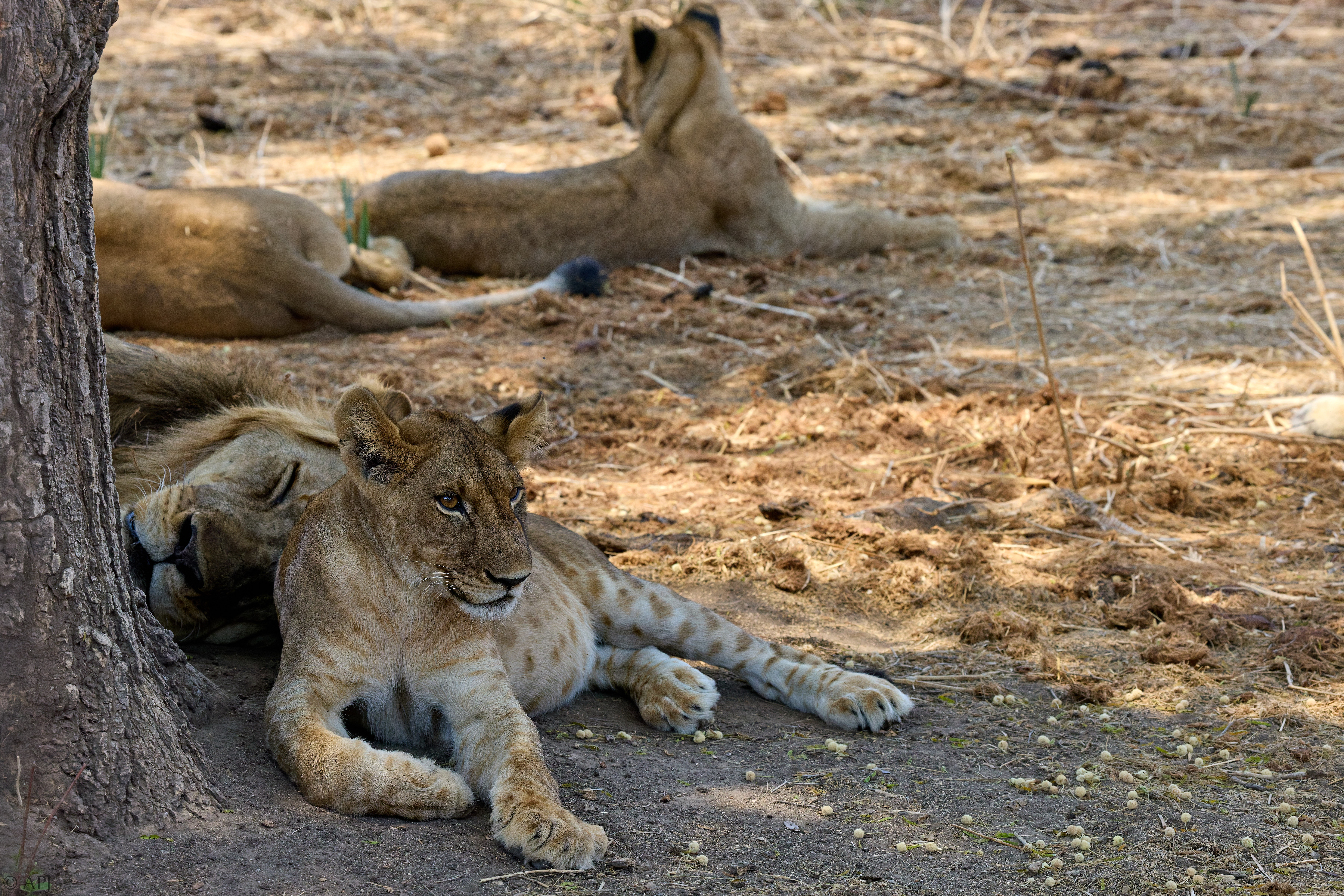 0278 APJ A7A6333 251008 DXO