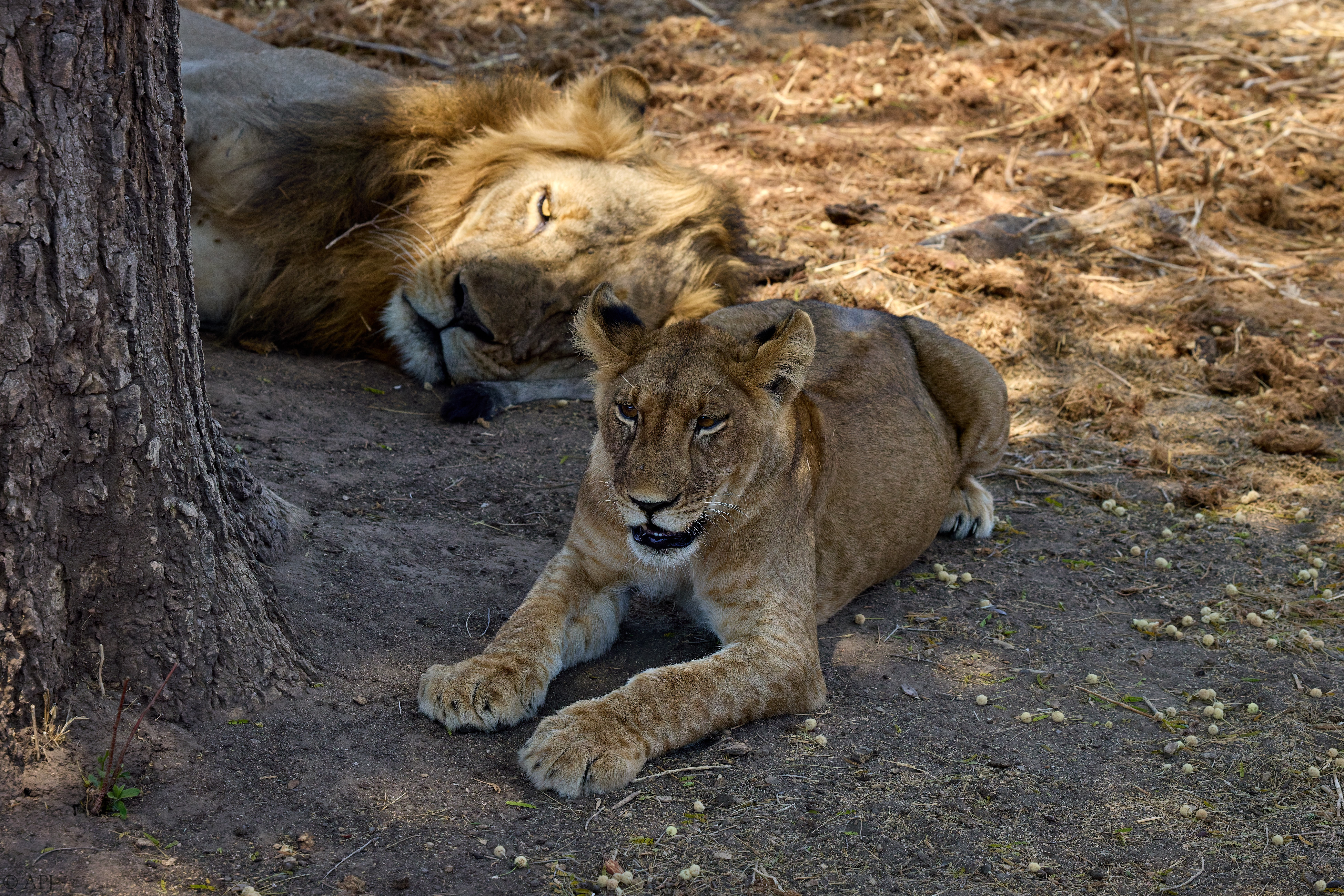 0279 APJ A7A6353 251008 DXO