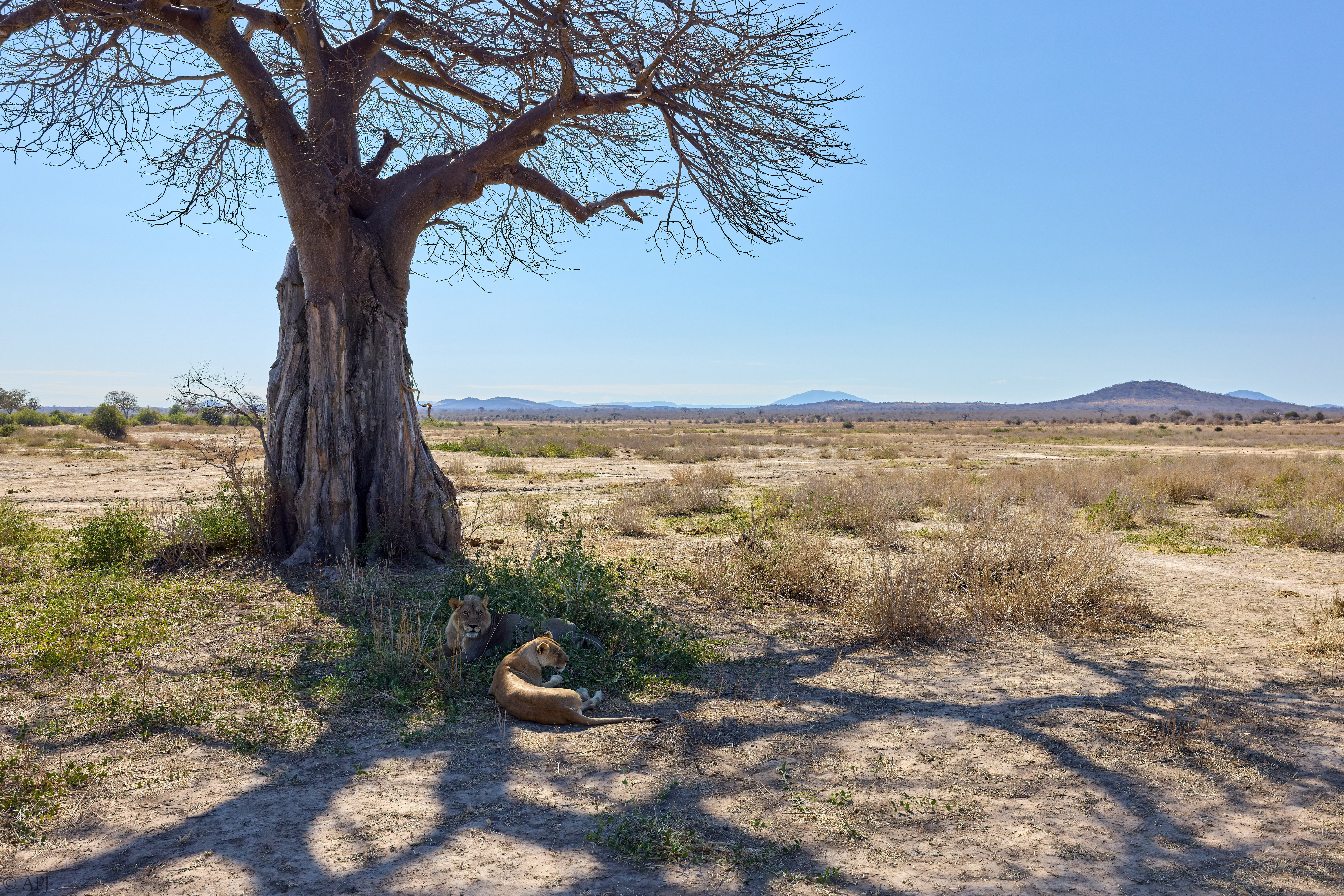 0321 APJ 1178 20251009 DXO