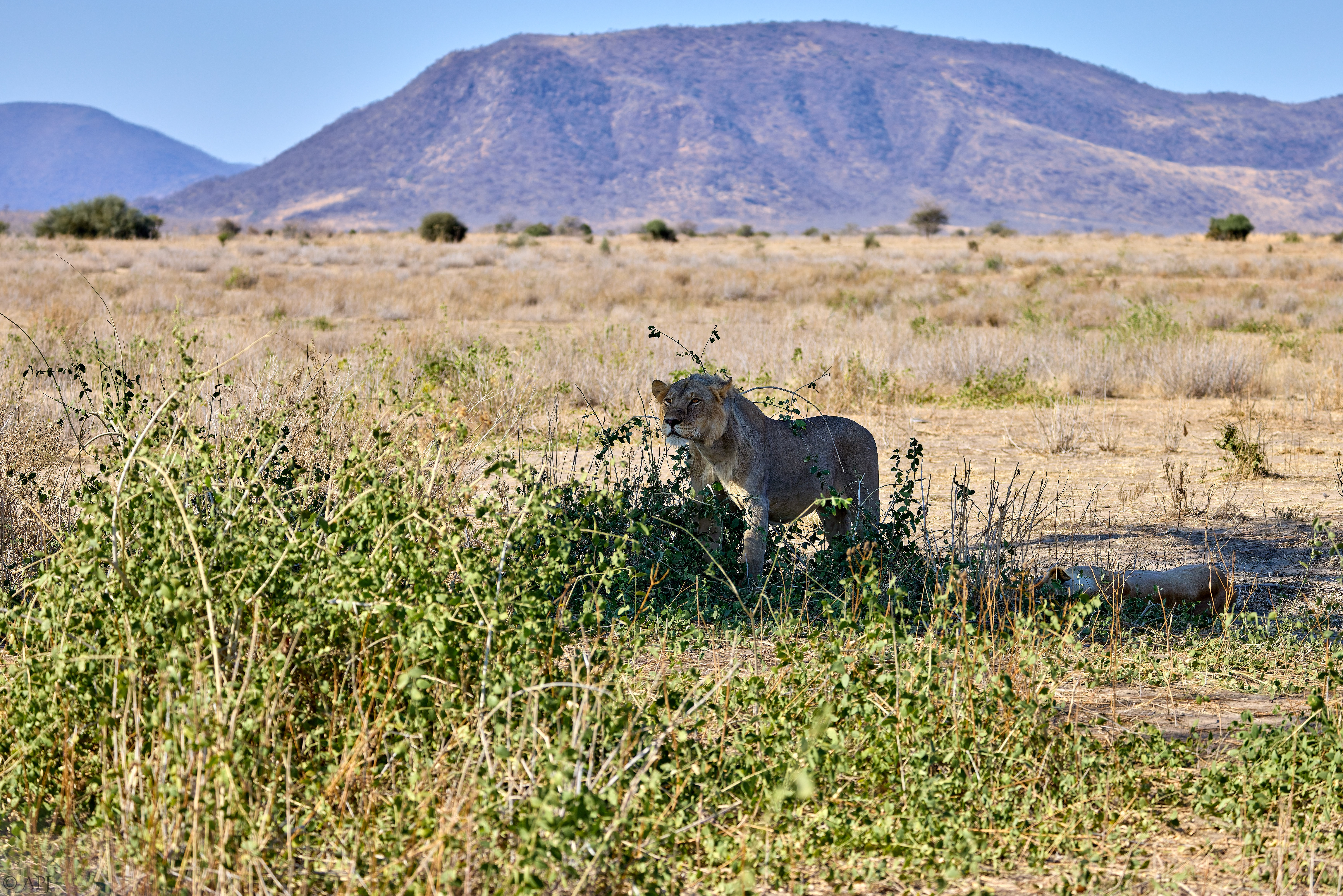 0322 APJ A7A8461 20251009 DXO