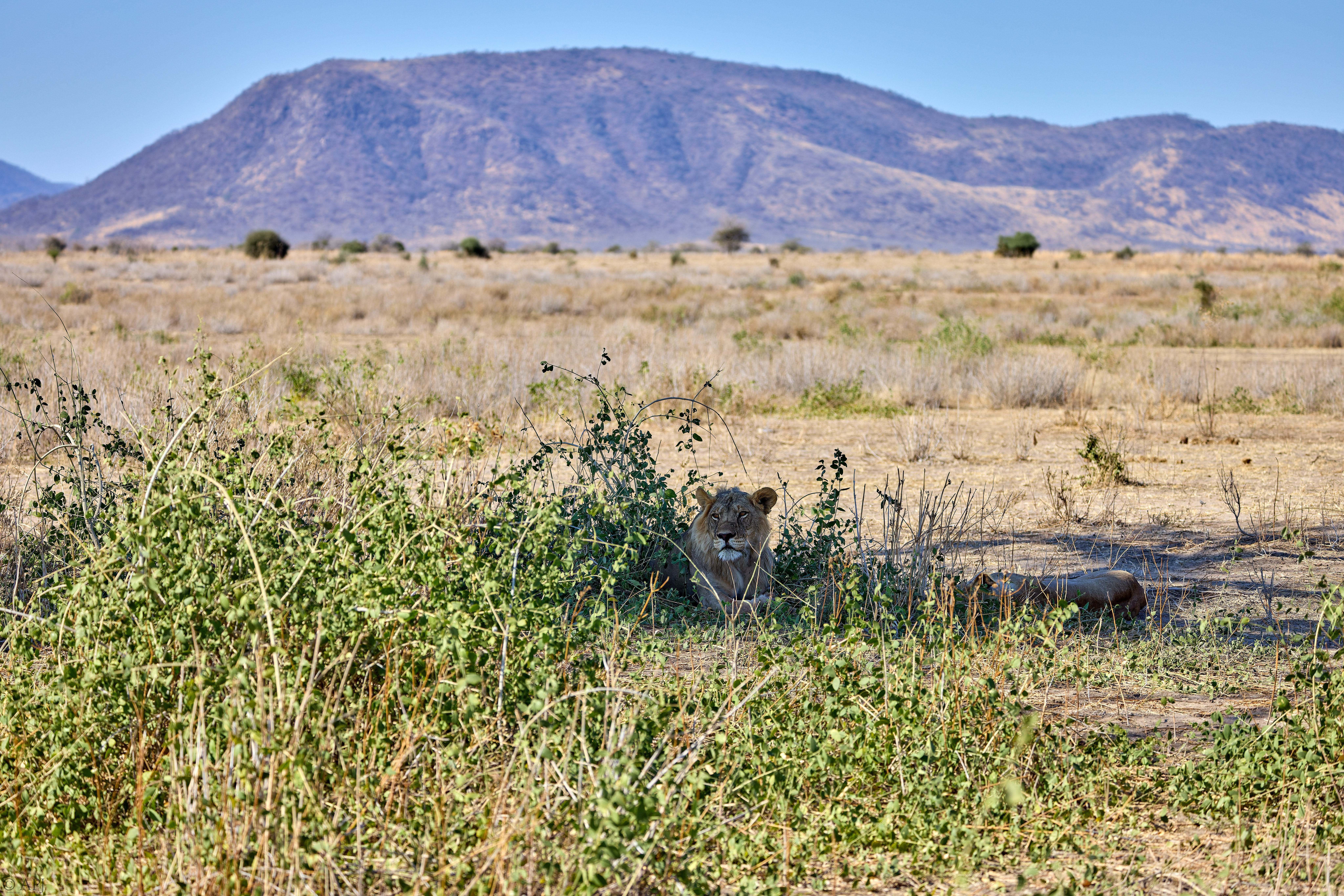 0323 APJ A7A8478 20251009 DXO