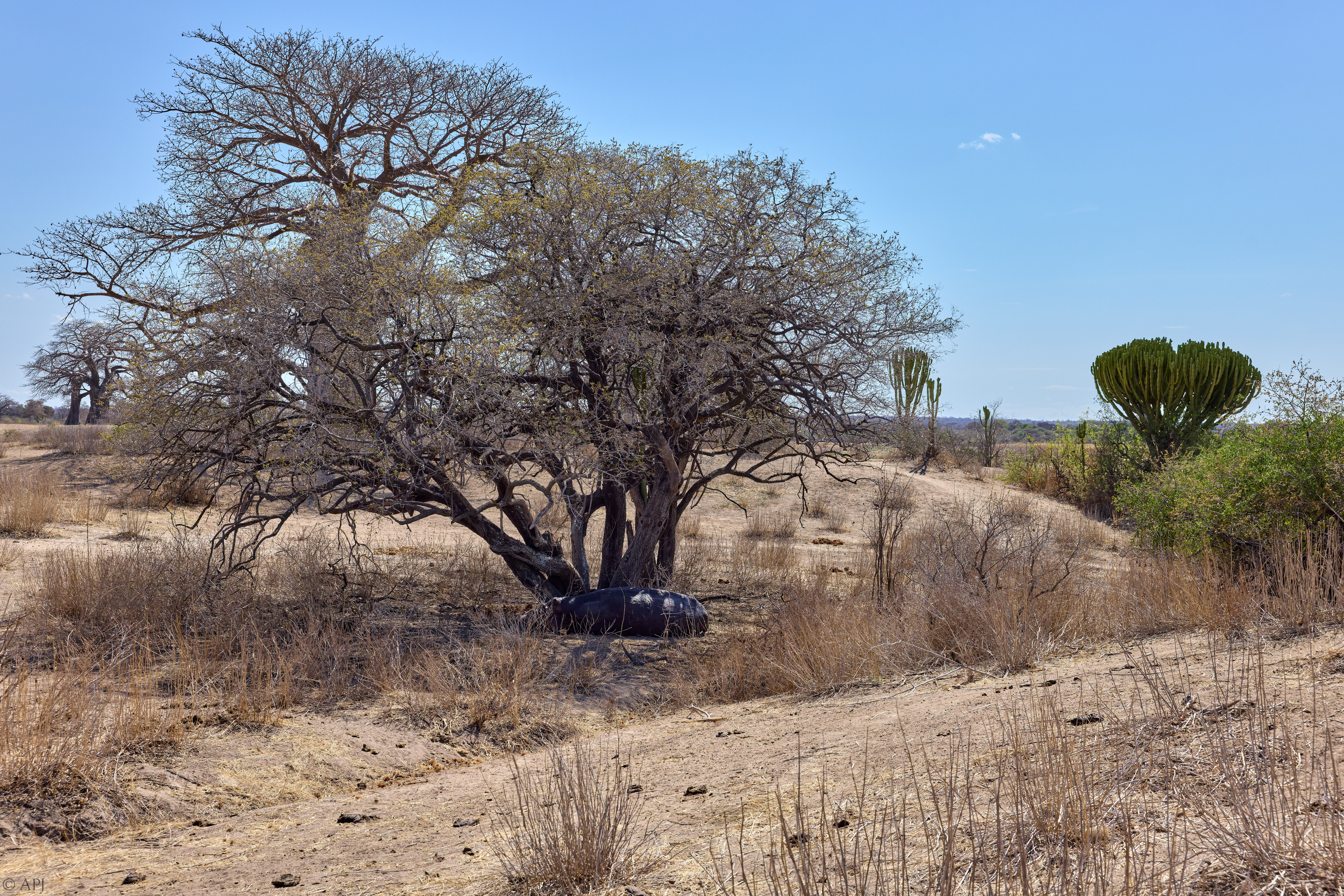 0331 APJ 1244 20251009 DXO