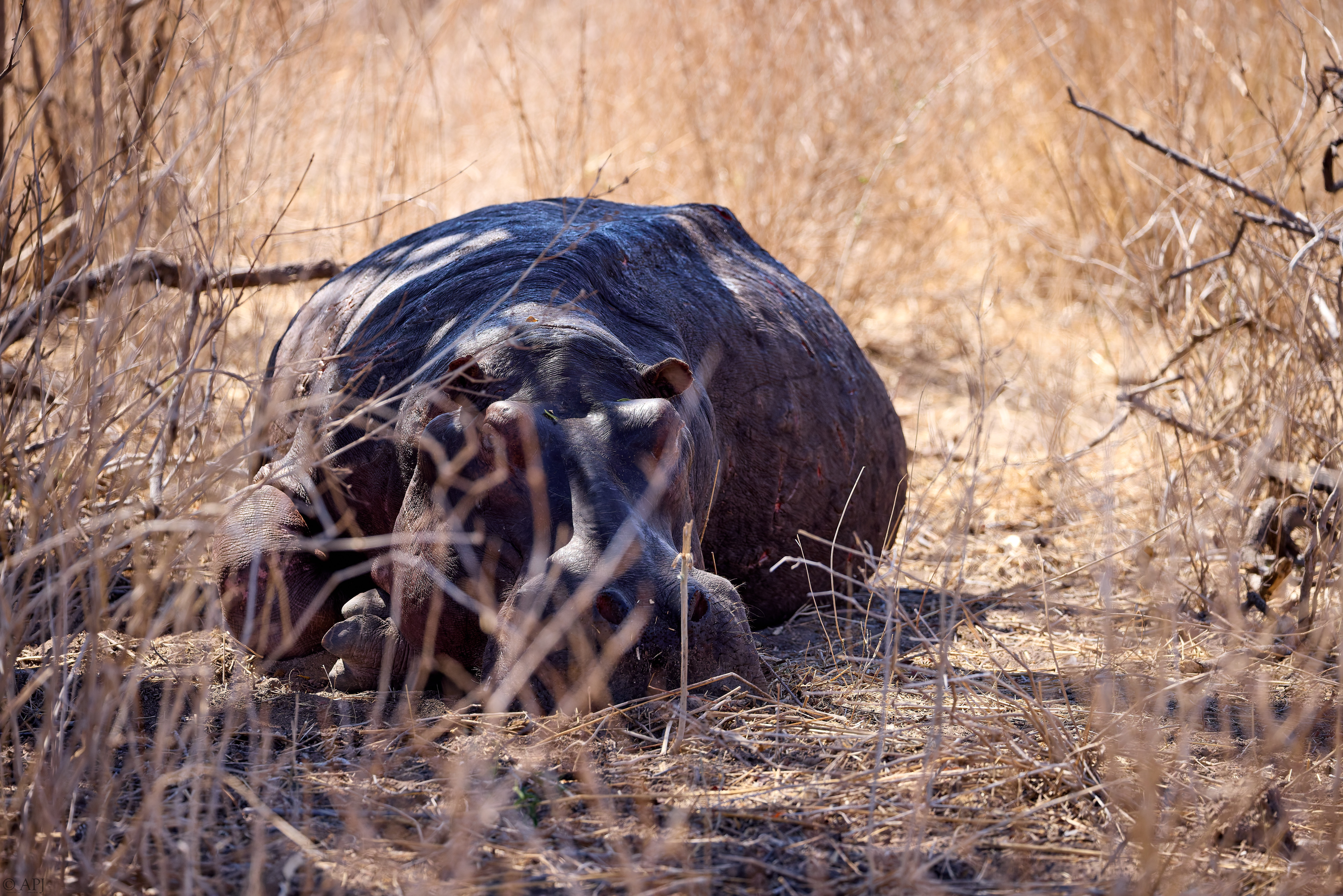 0333 APJ A7A8922 20251009 DXO