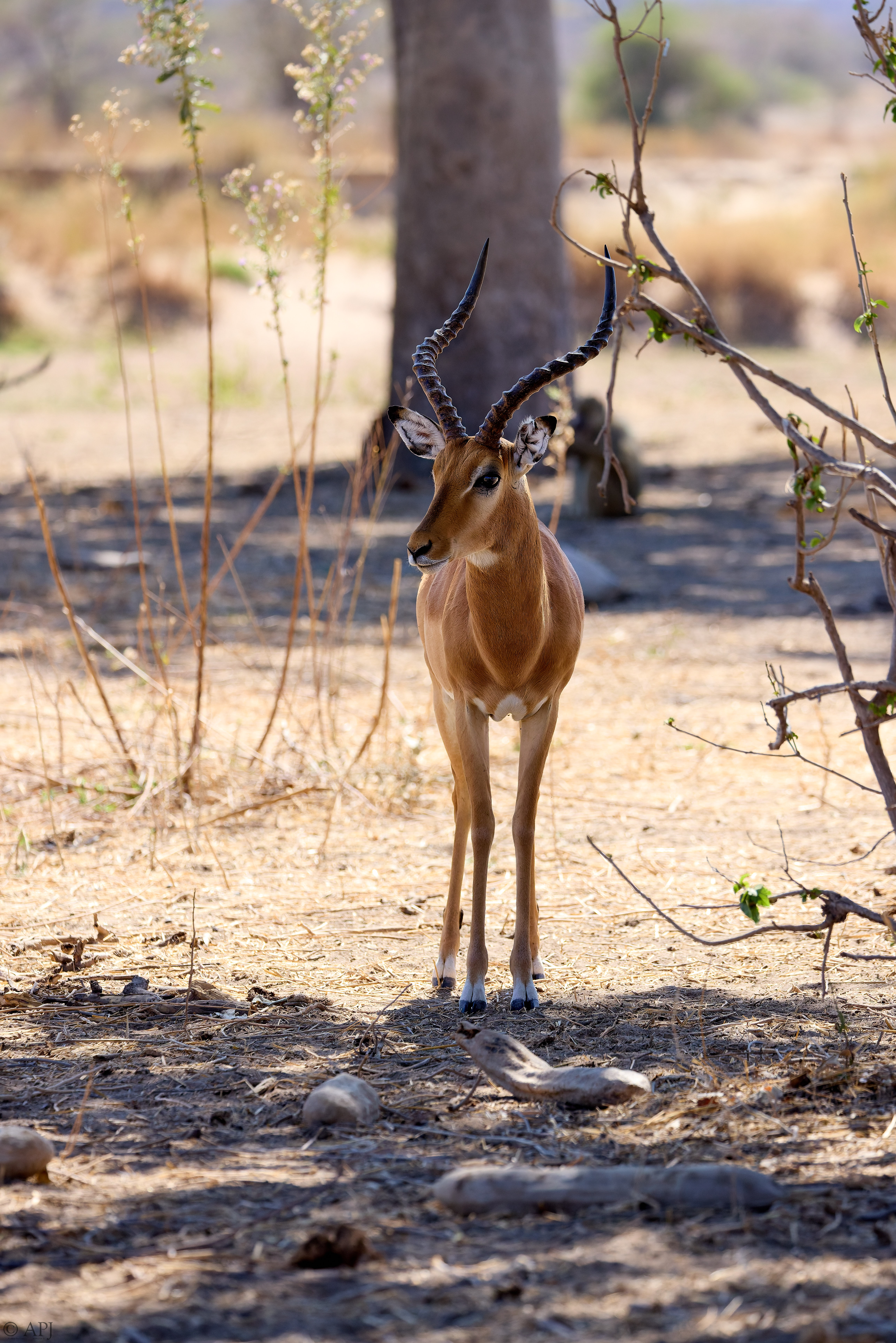 0336 APJ A7A8956 20251009 DXO