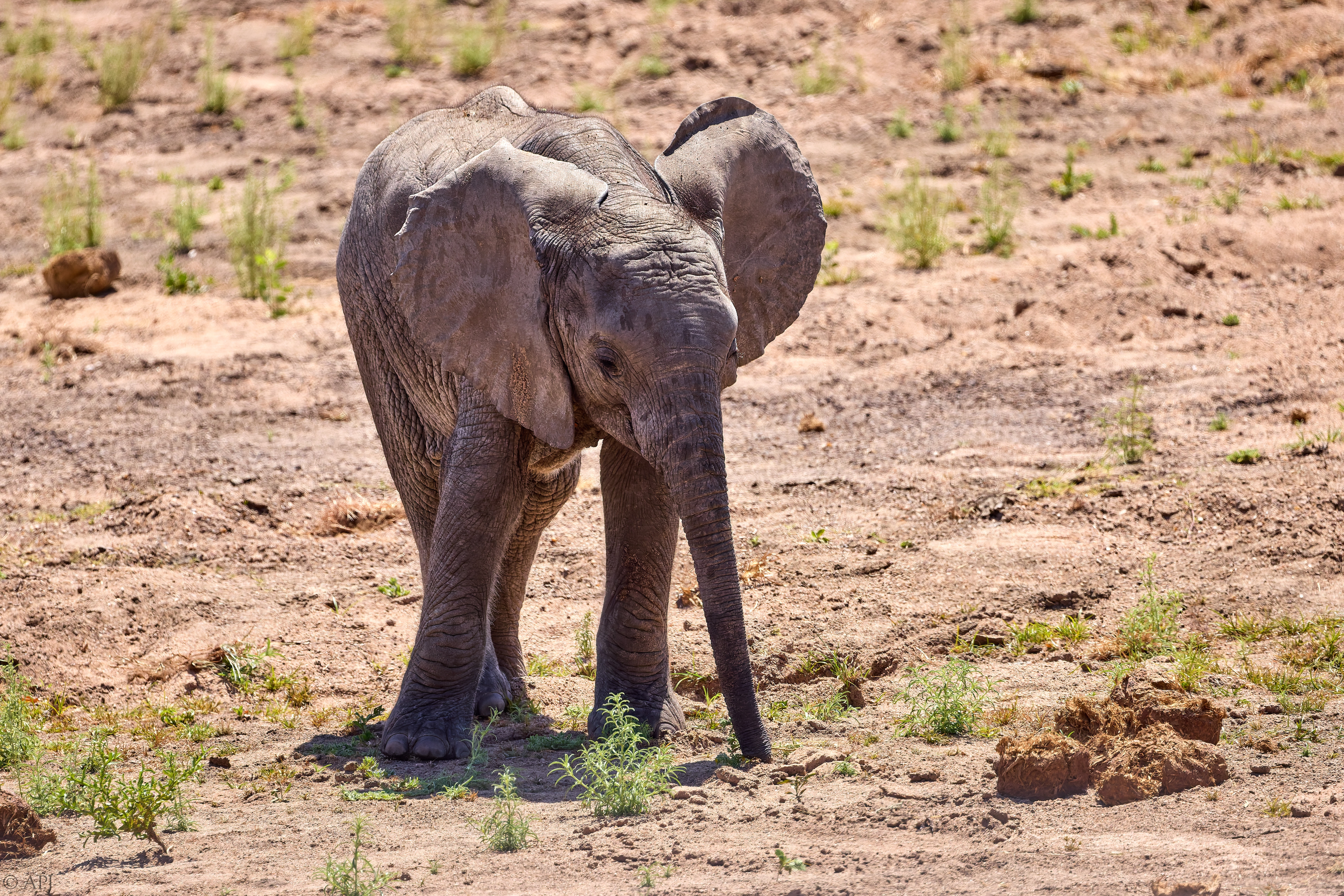 0341 APJ A7A9266 20251009 DXO