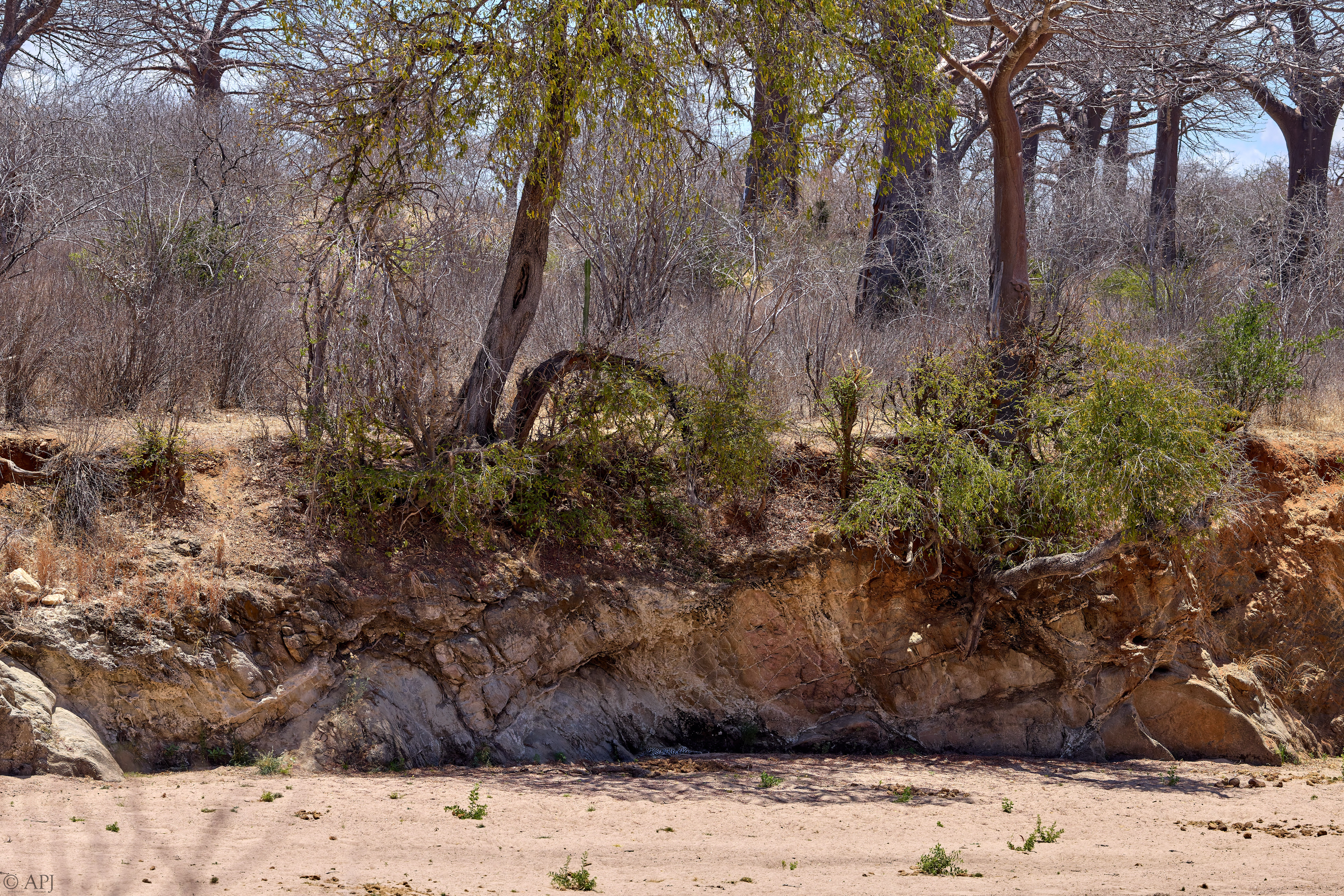 0346 APJ A7A9425 20251009 DXO