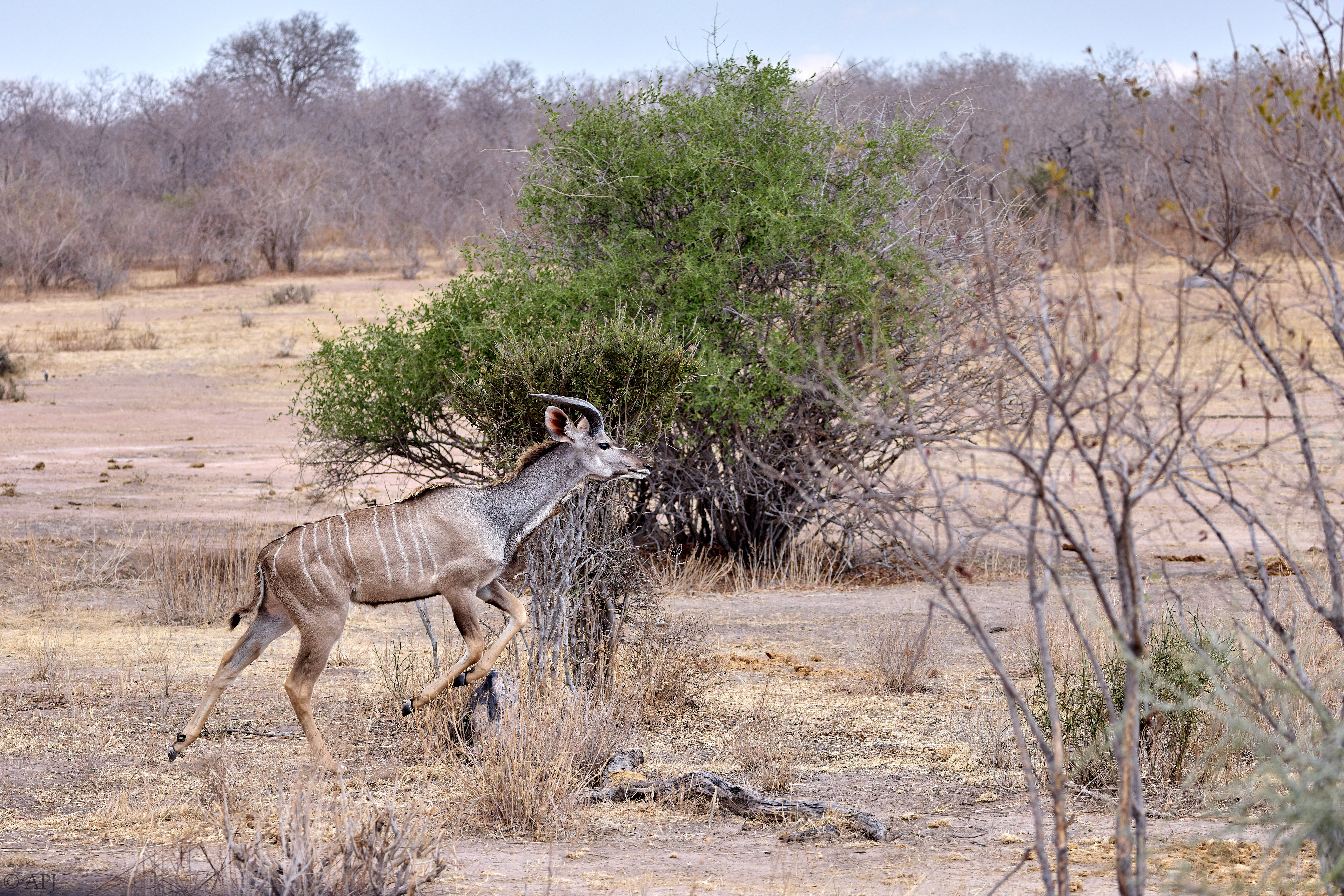 0362 APJ A7A9900 20251009 DXO