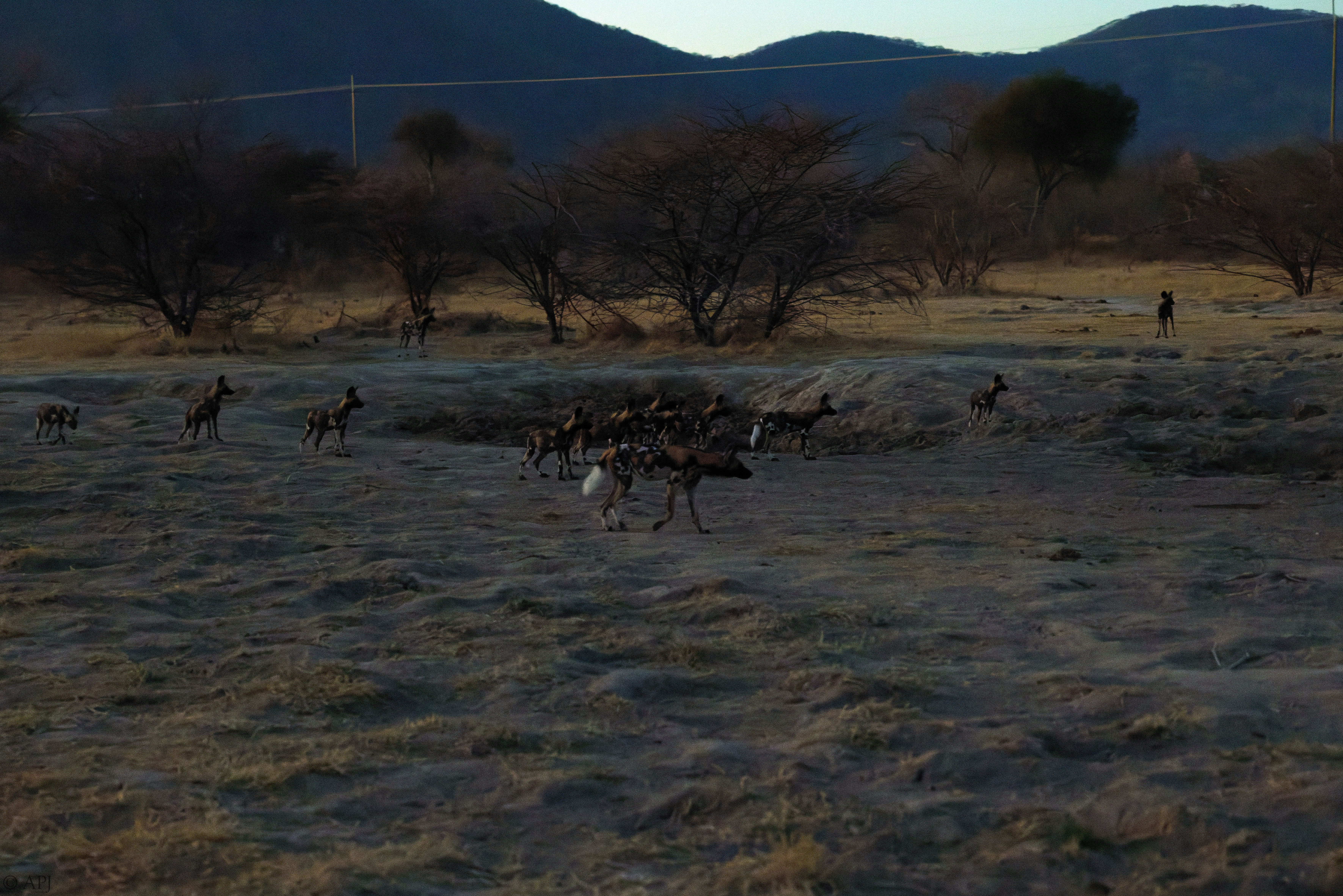 0374 APJ 1528 20251010 DXO