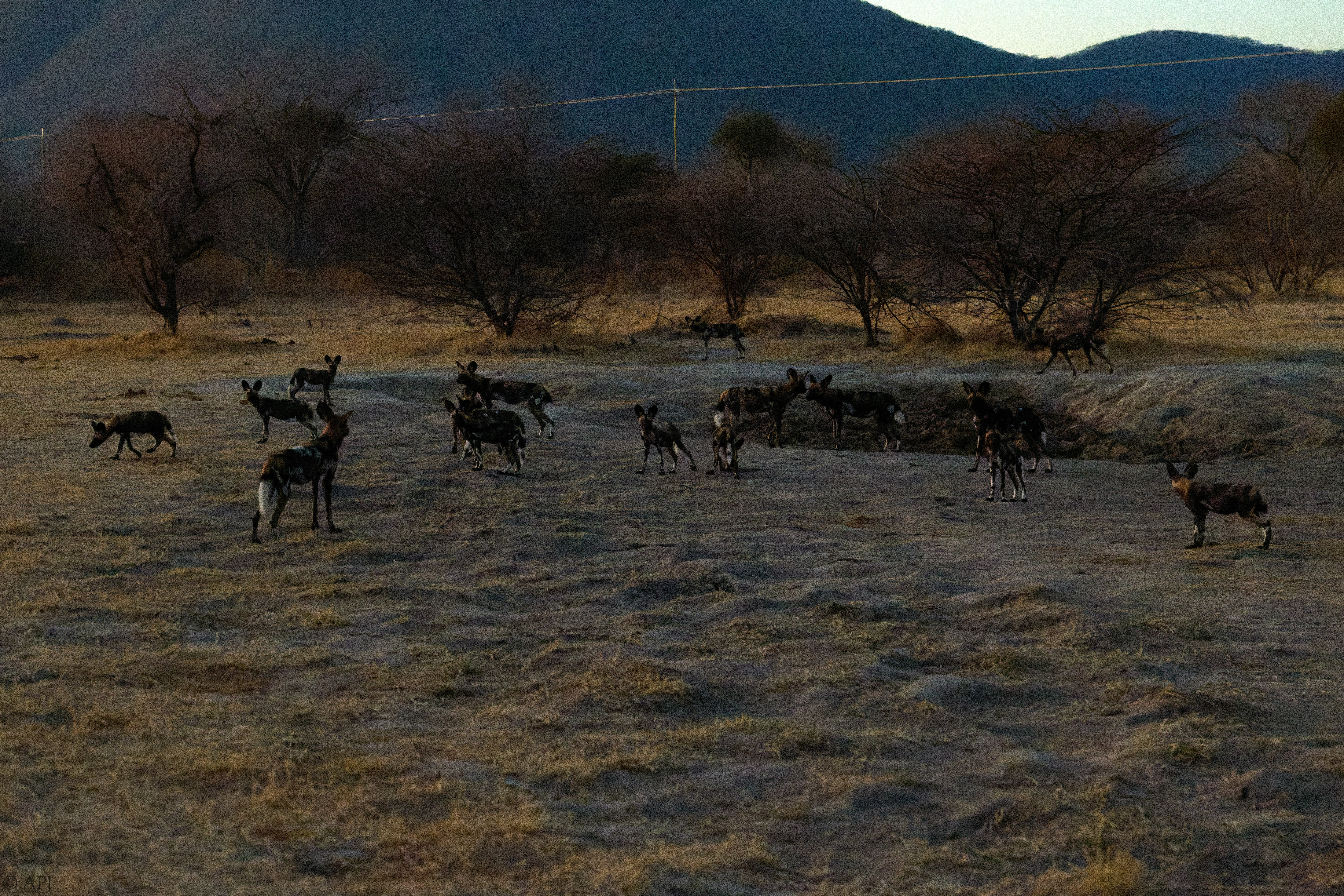 0376 APJ 1699 20251010 DXO