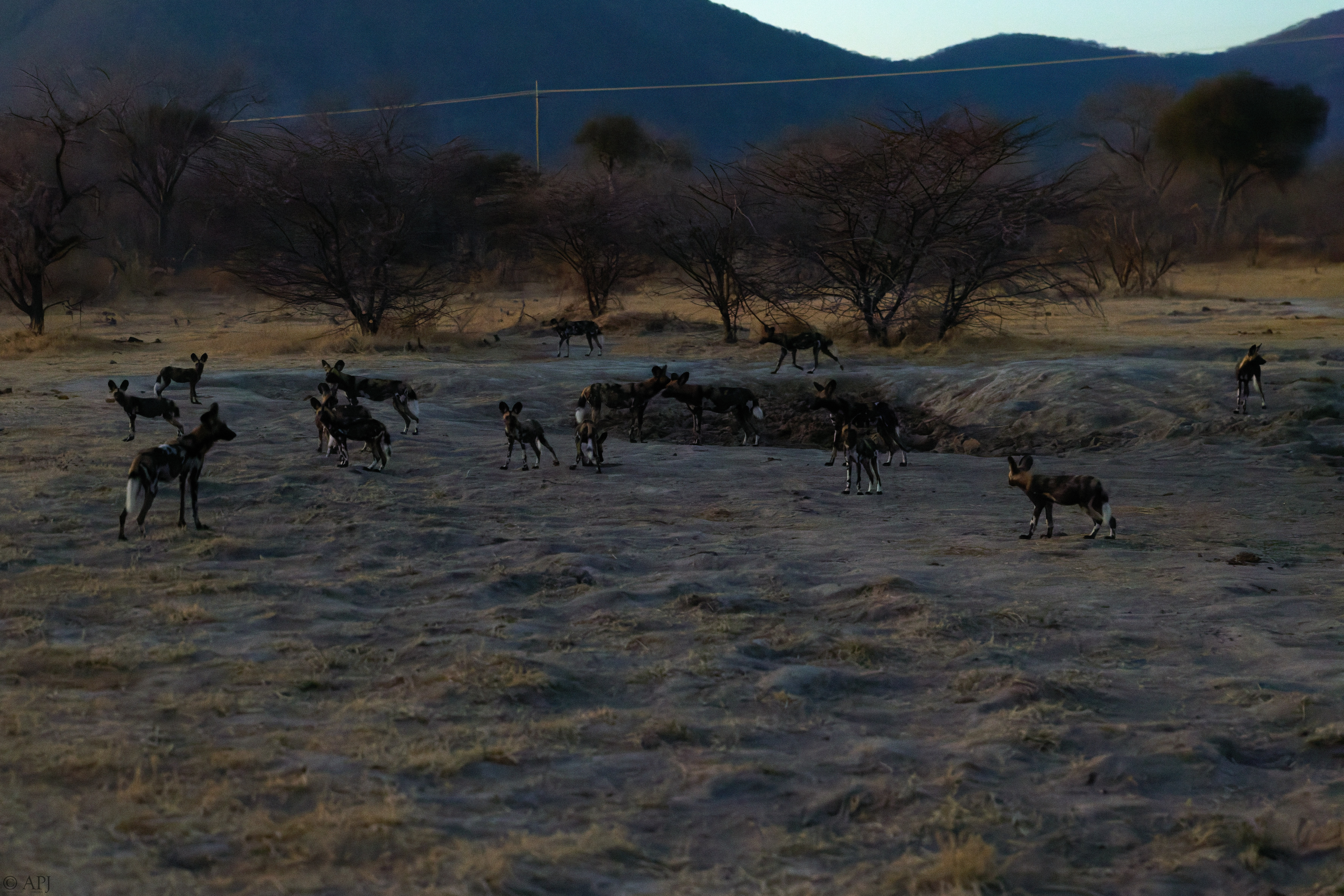 0377 APJ 1716 20251010 DXO