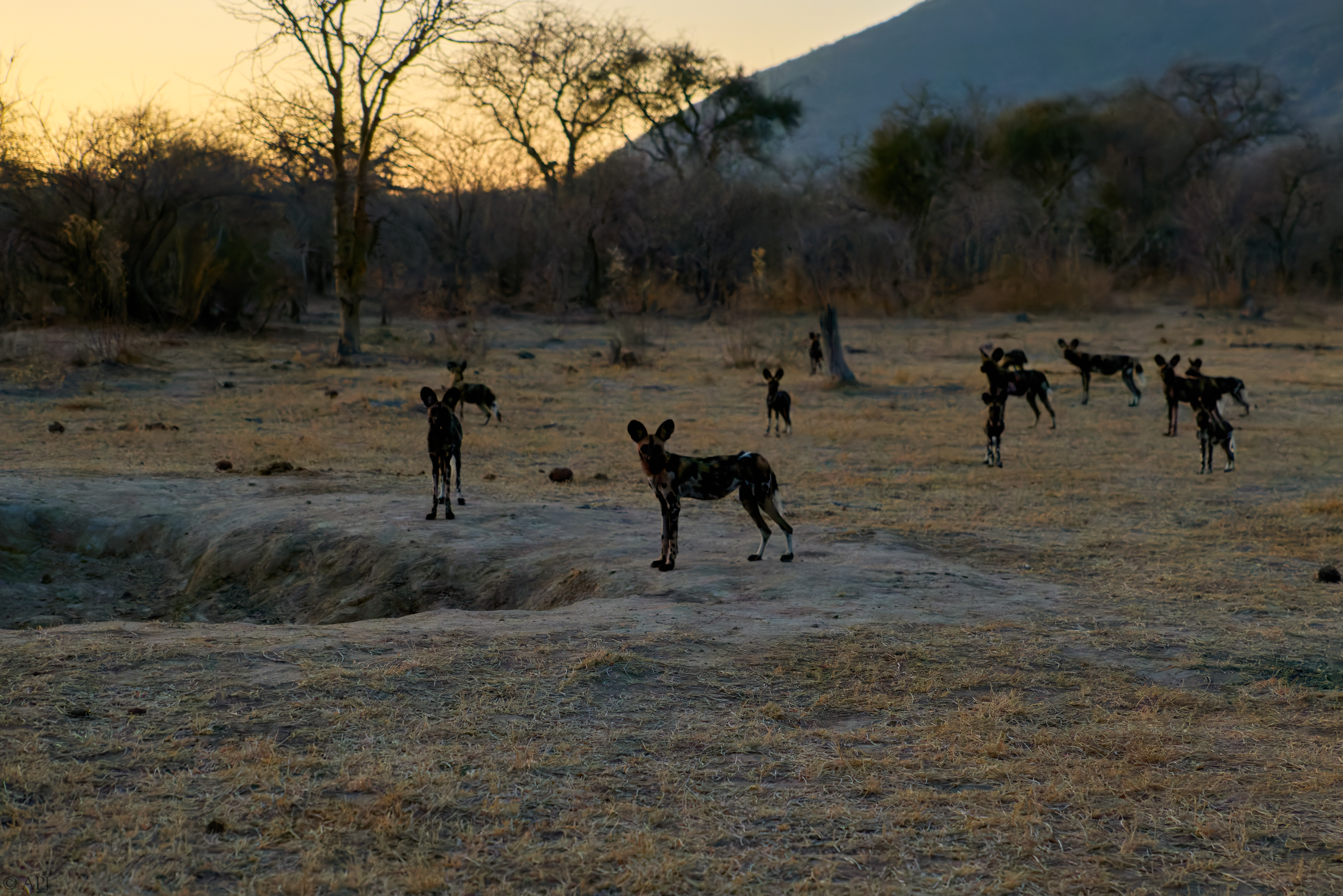 0378 APJ 1809 DXPPR5