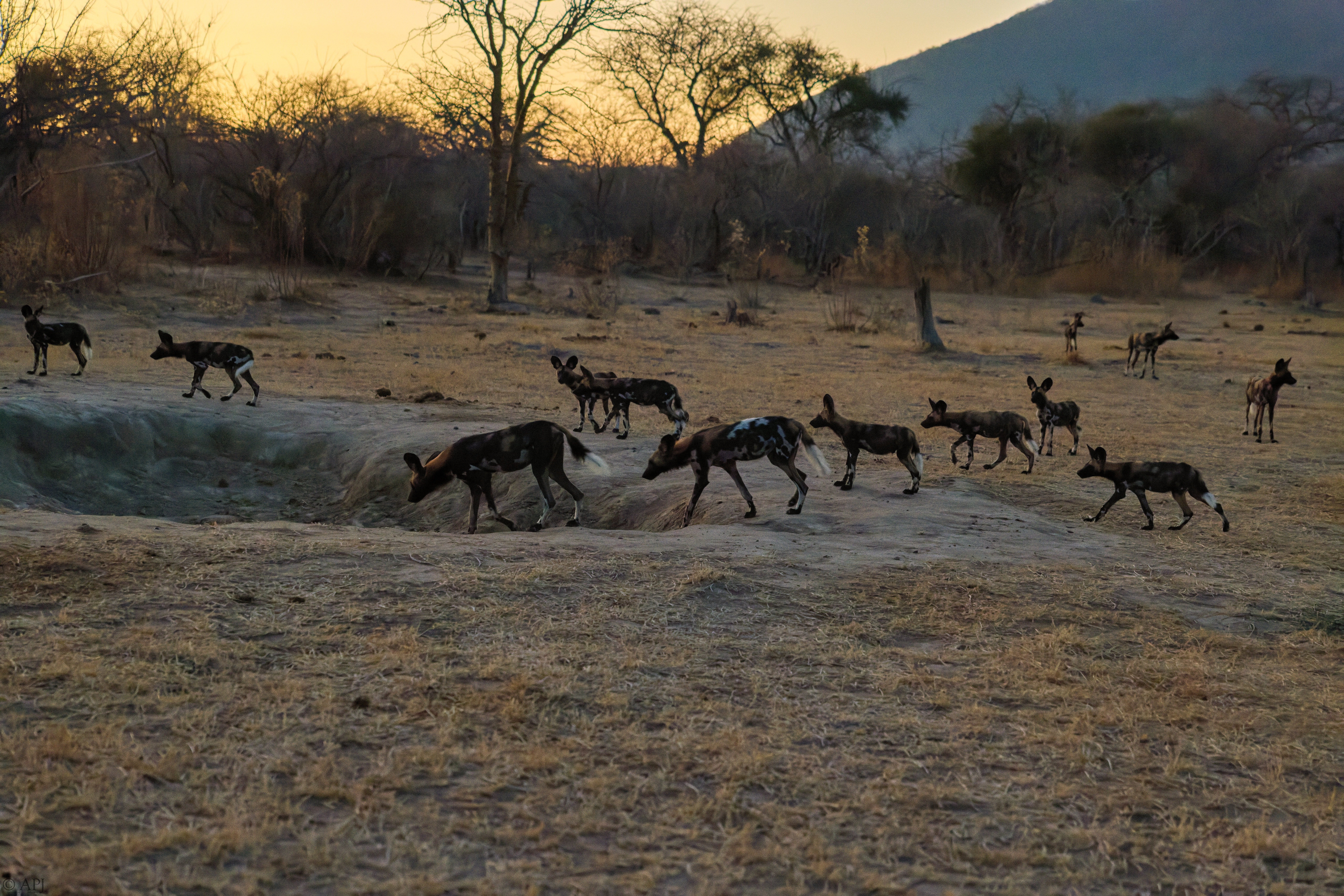 0381 APJ 1896 20251010 DXO