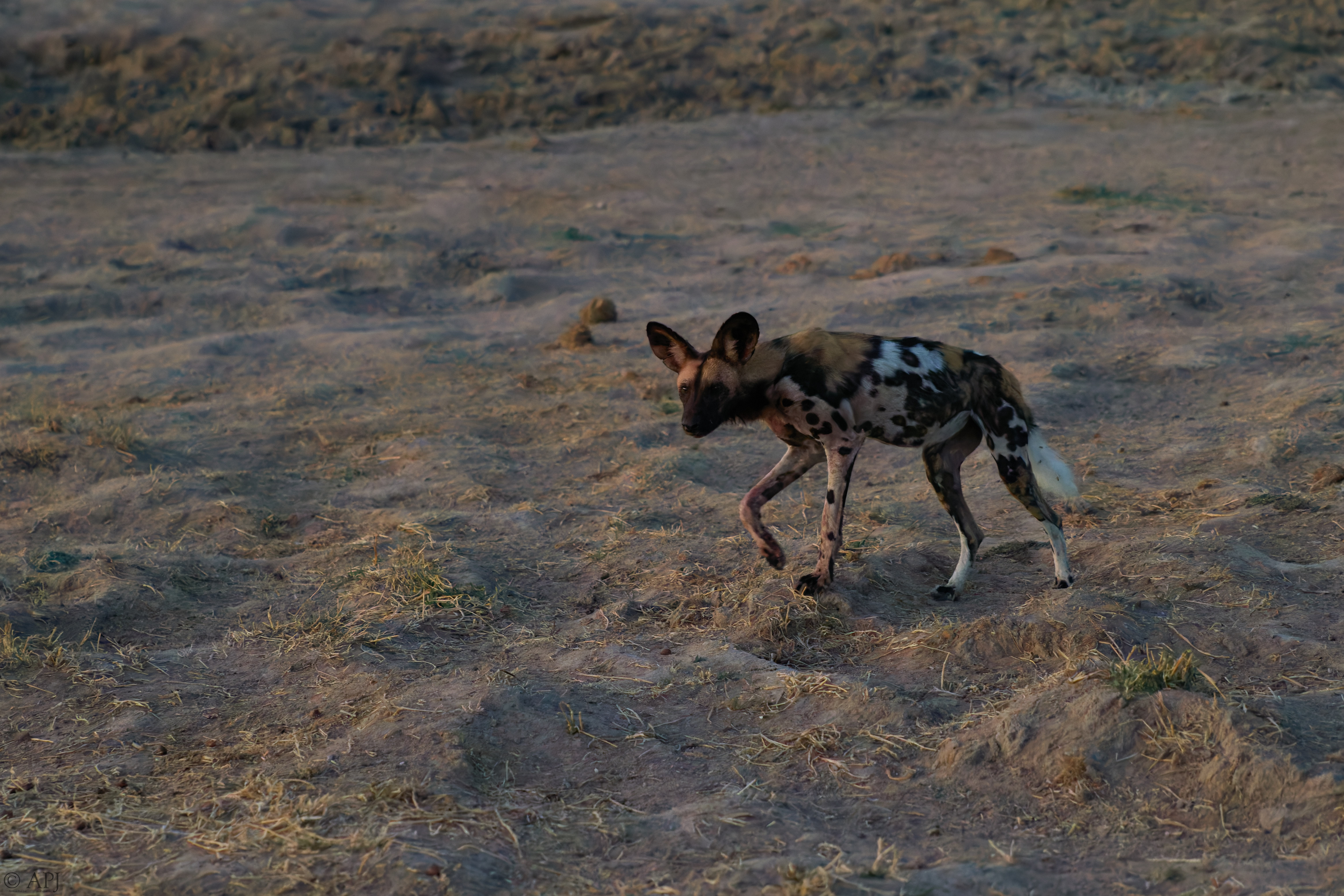 0382 APJ 1913 DXPPR5