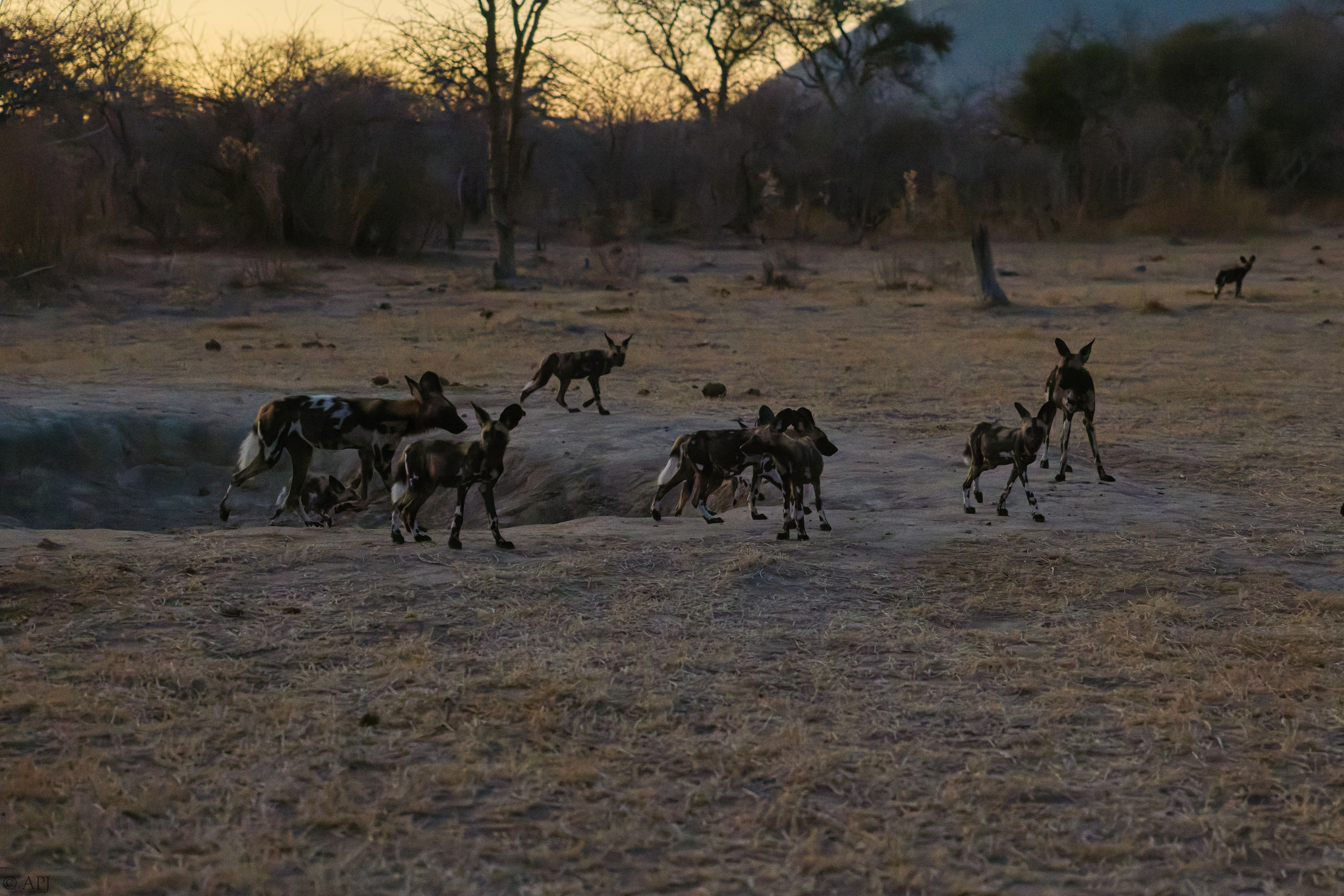 0385 APJ 2054 20251010 DXO