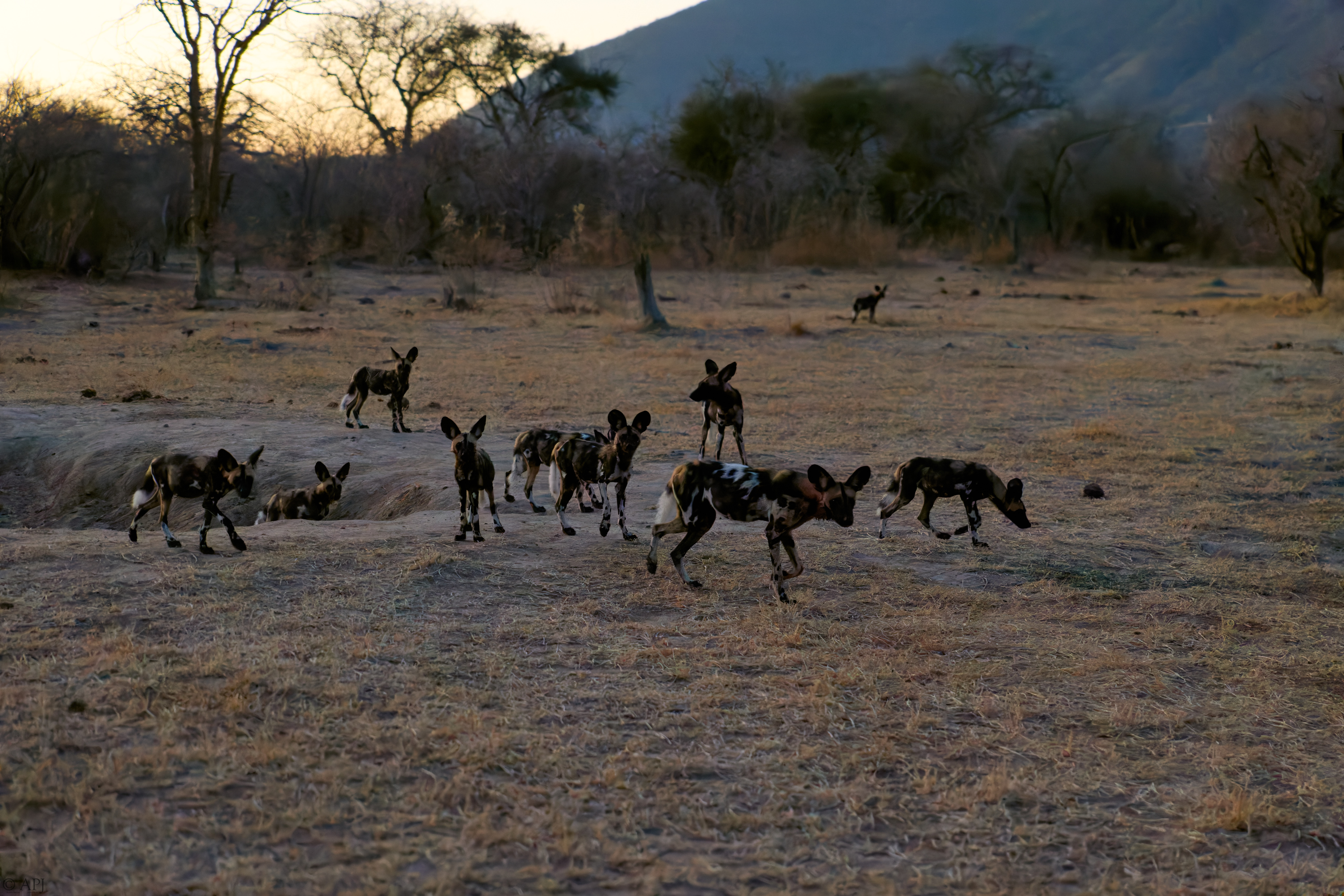 0386 APJ 2073 DXPPR5