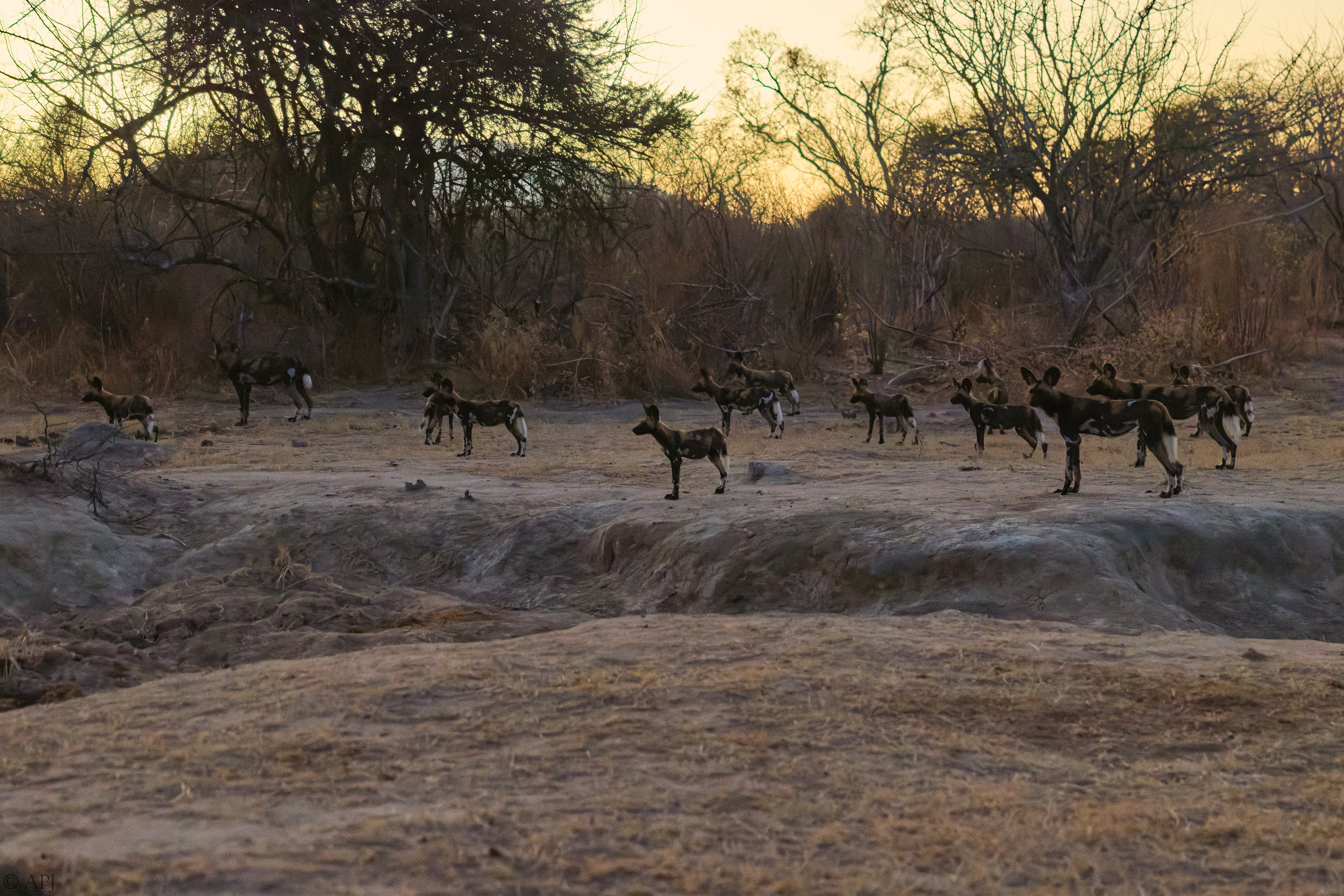 0388 APJ 2242 20251010 DXO