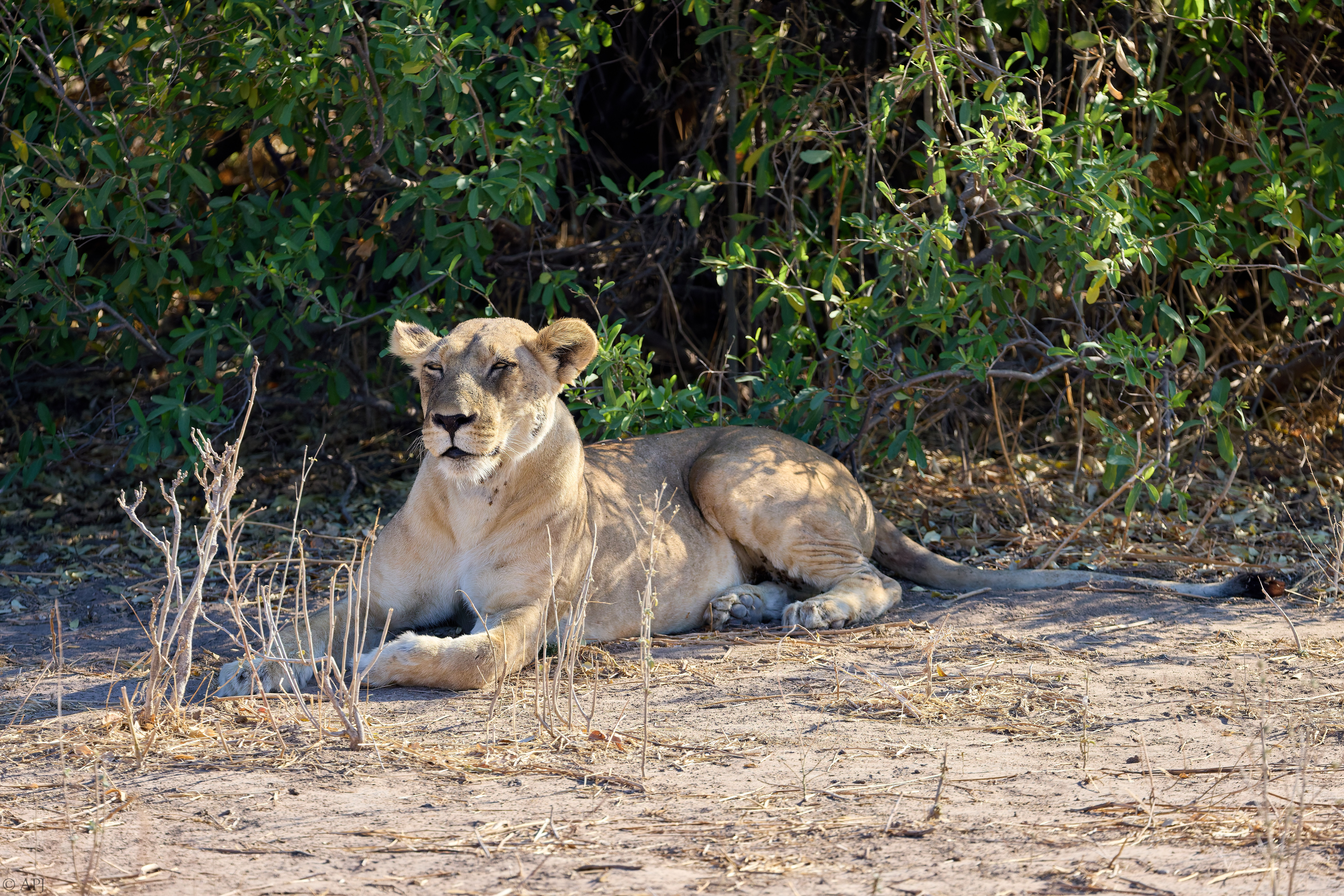 0395 APJ A7A0306 20251010 DXO