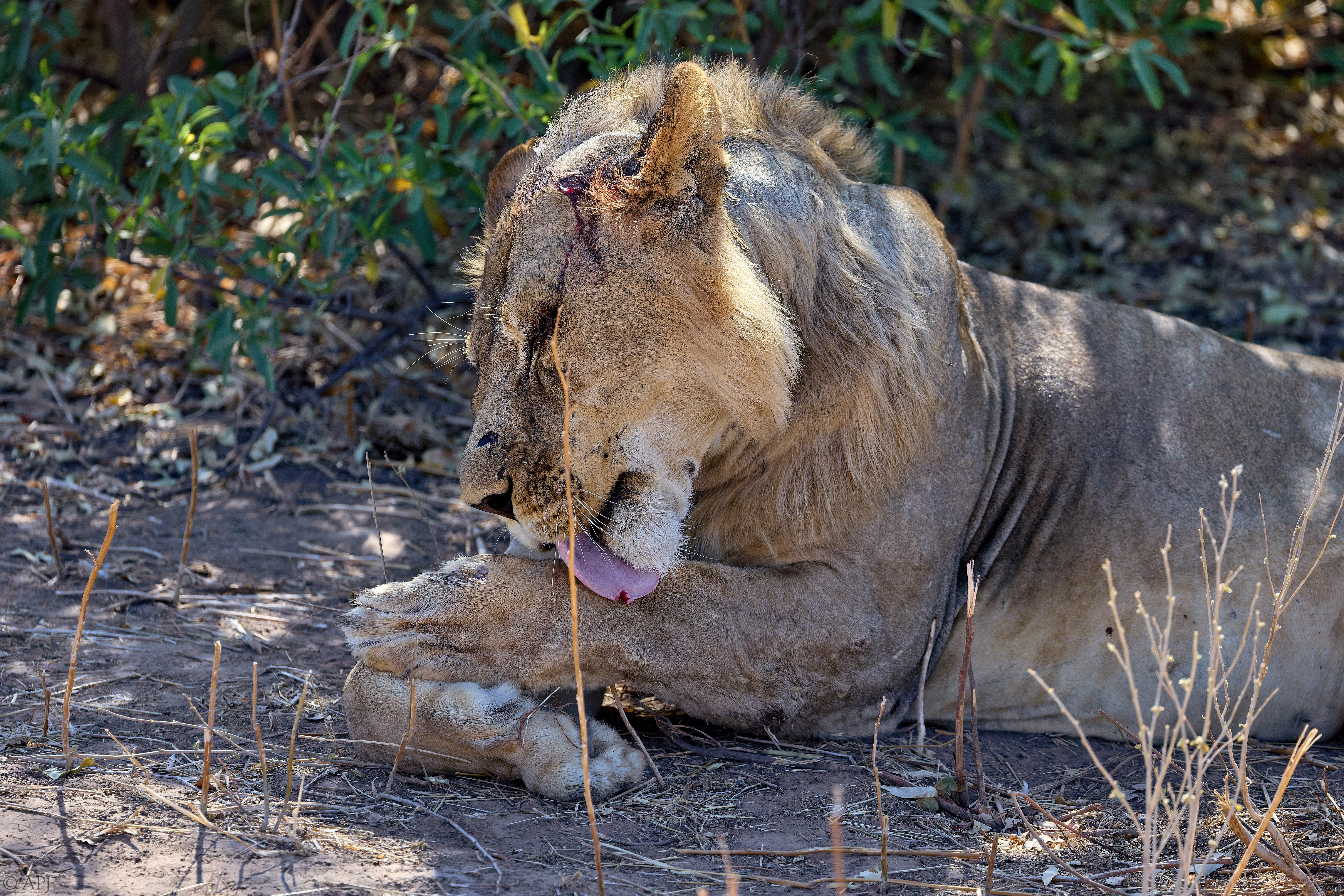 0402 APJ A7A0786 20251010 DXO