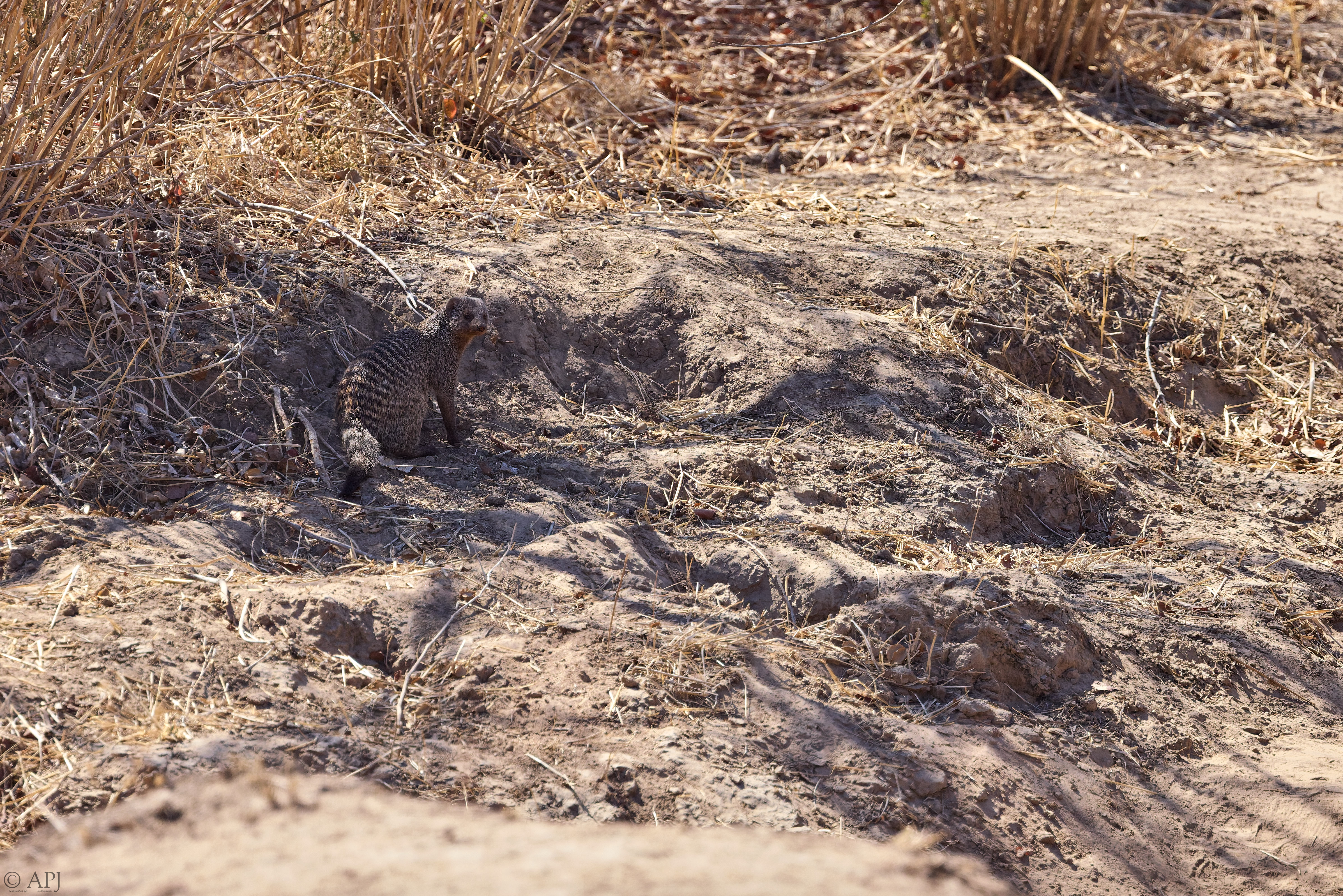 0406 APJ A7A0928 20251010 DXO